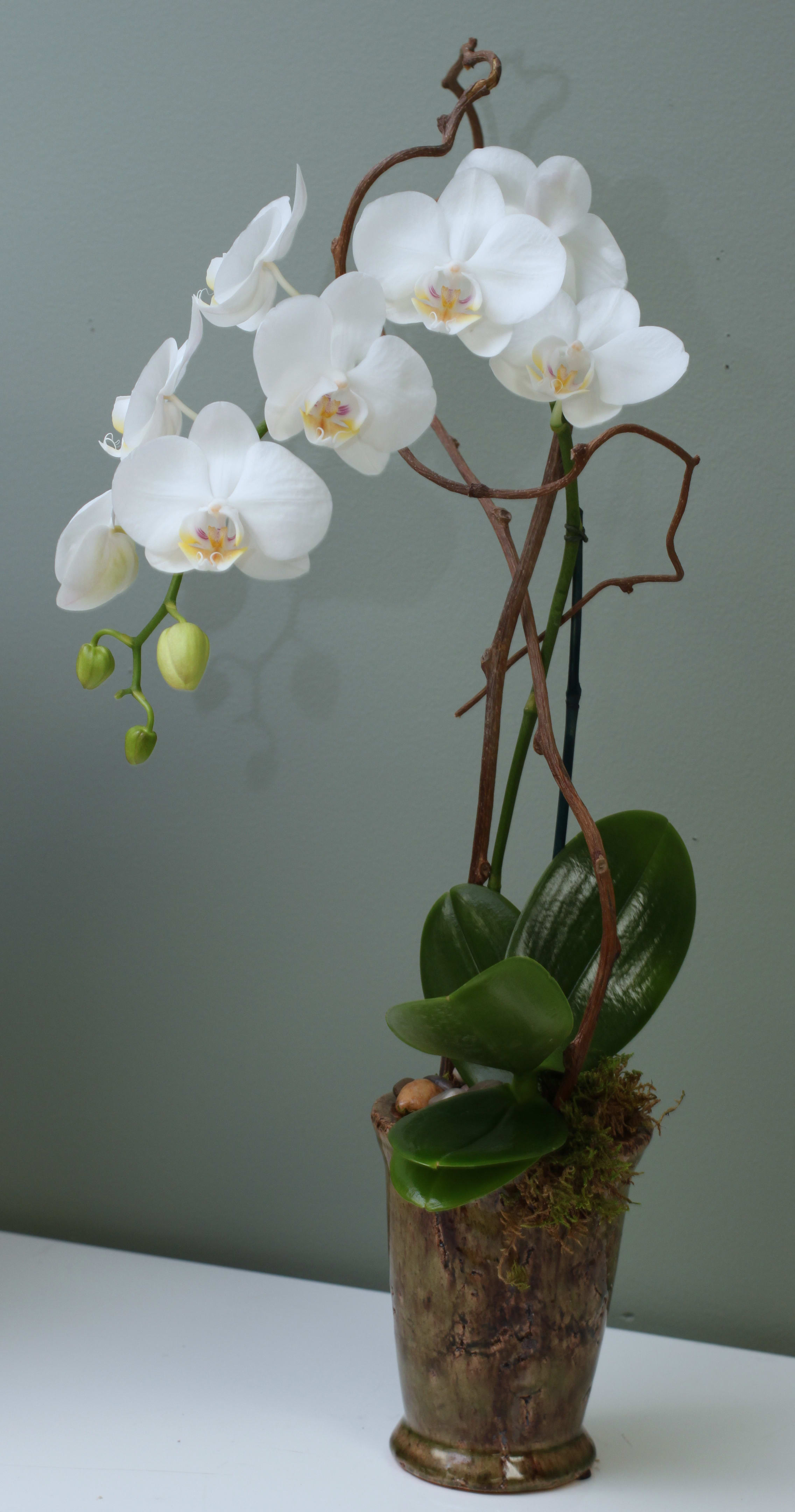 White Orchid Pot In Pittsford Ny Gallea S Greenhouse Florist