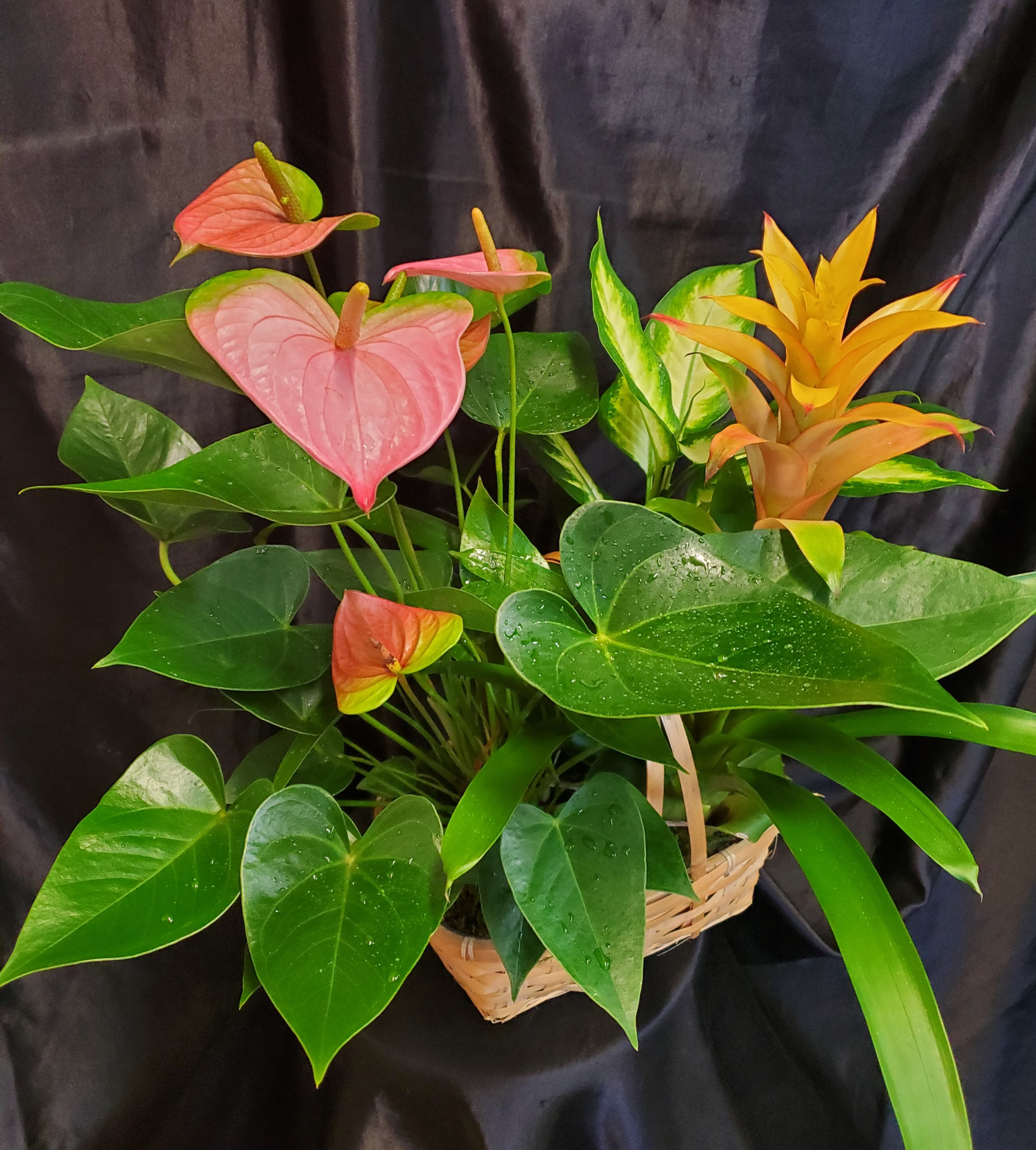 DISH GARDEN MEDIUM in Lihue, HI Flowers Forever LLC