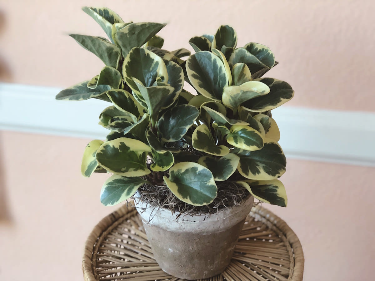 VARIEGATED PEPEROMIA PLANT IN ORGANIC POT in Morristown, NJ Colly Flowers
