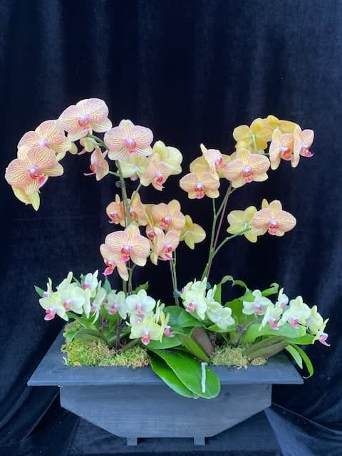 Orchid On The Way By Divine Orchids