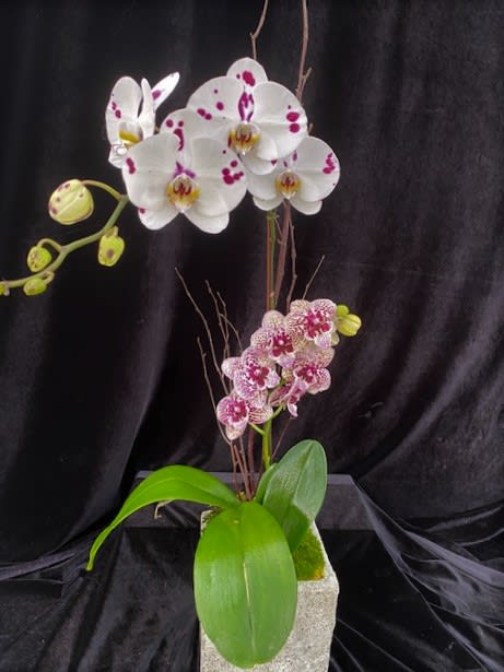 Mix Spots By Divine Orchids