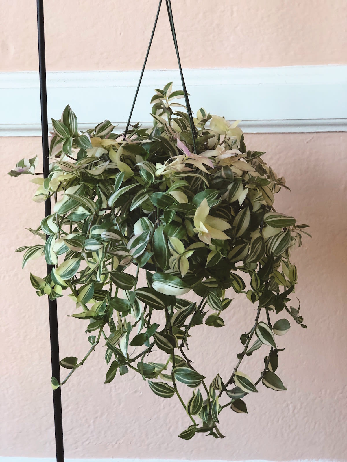 TRADESCANTIA HANGING BASKET (HOUSEPLANT) in Morristown, NJ Colly Flowers