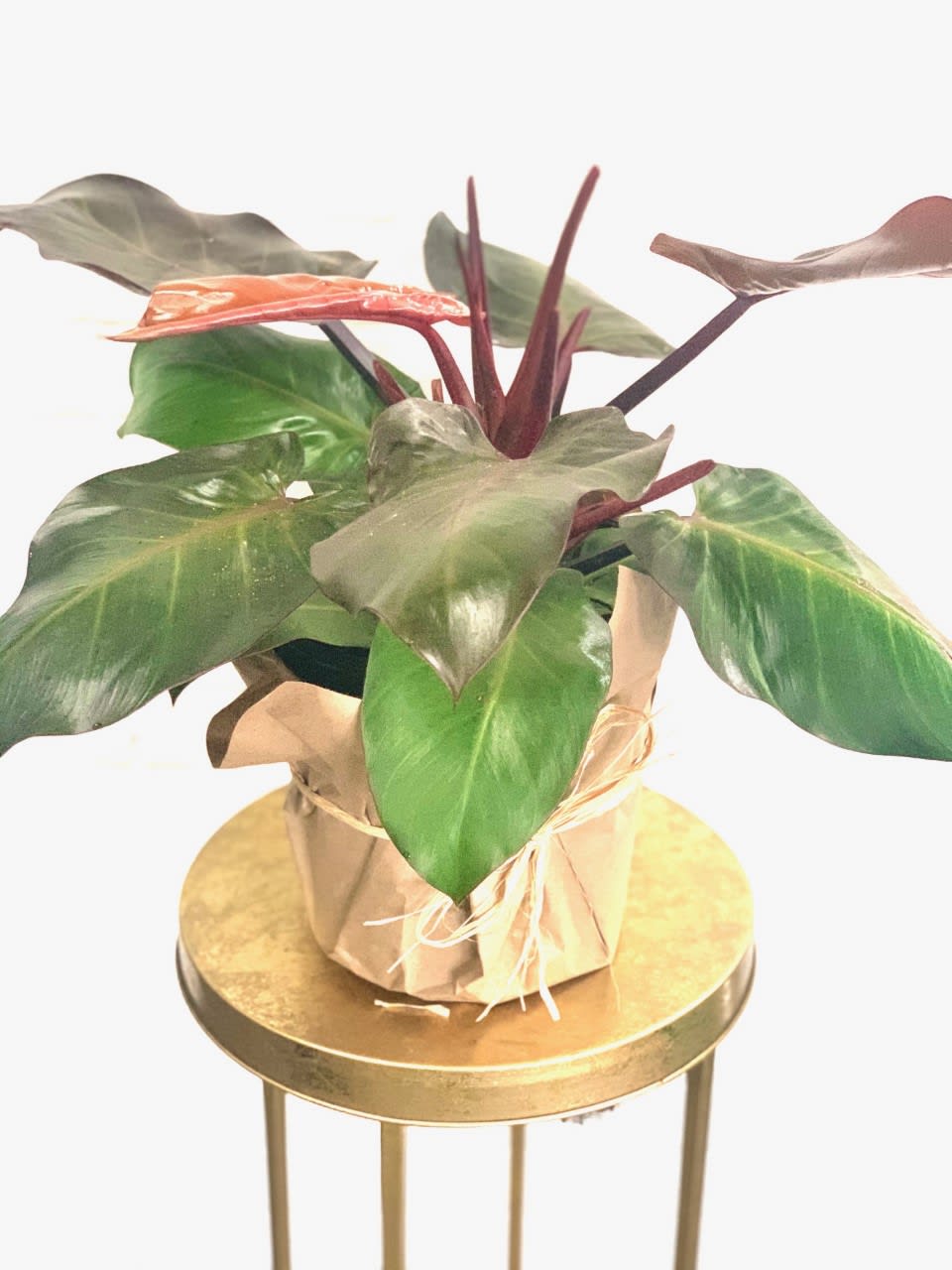 Red Philodendron in Washington, IL | Le Fleur Floral Design