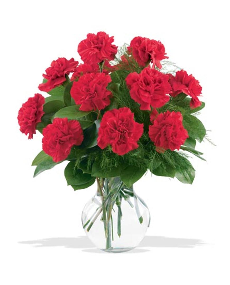 12 Red Carnations in Downingtown, PA Blue Moon Florist