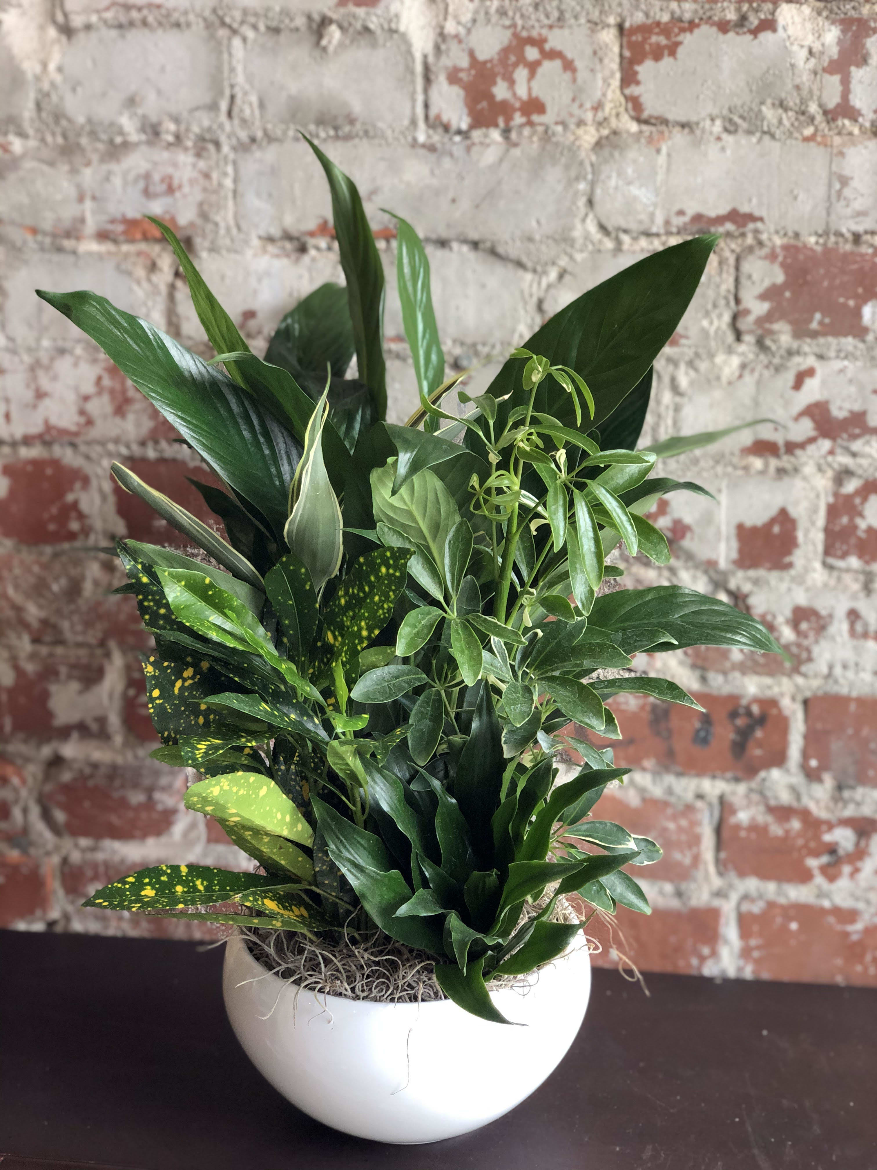 Dish Garden in Harrisonville, MO Garden Gate Floral