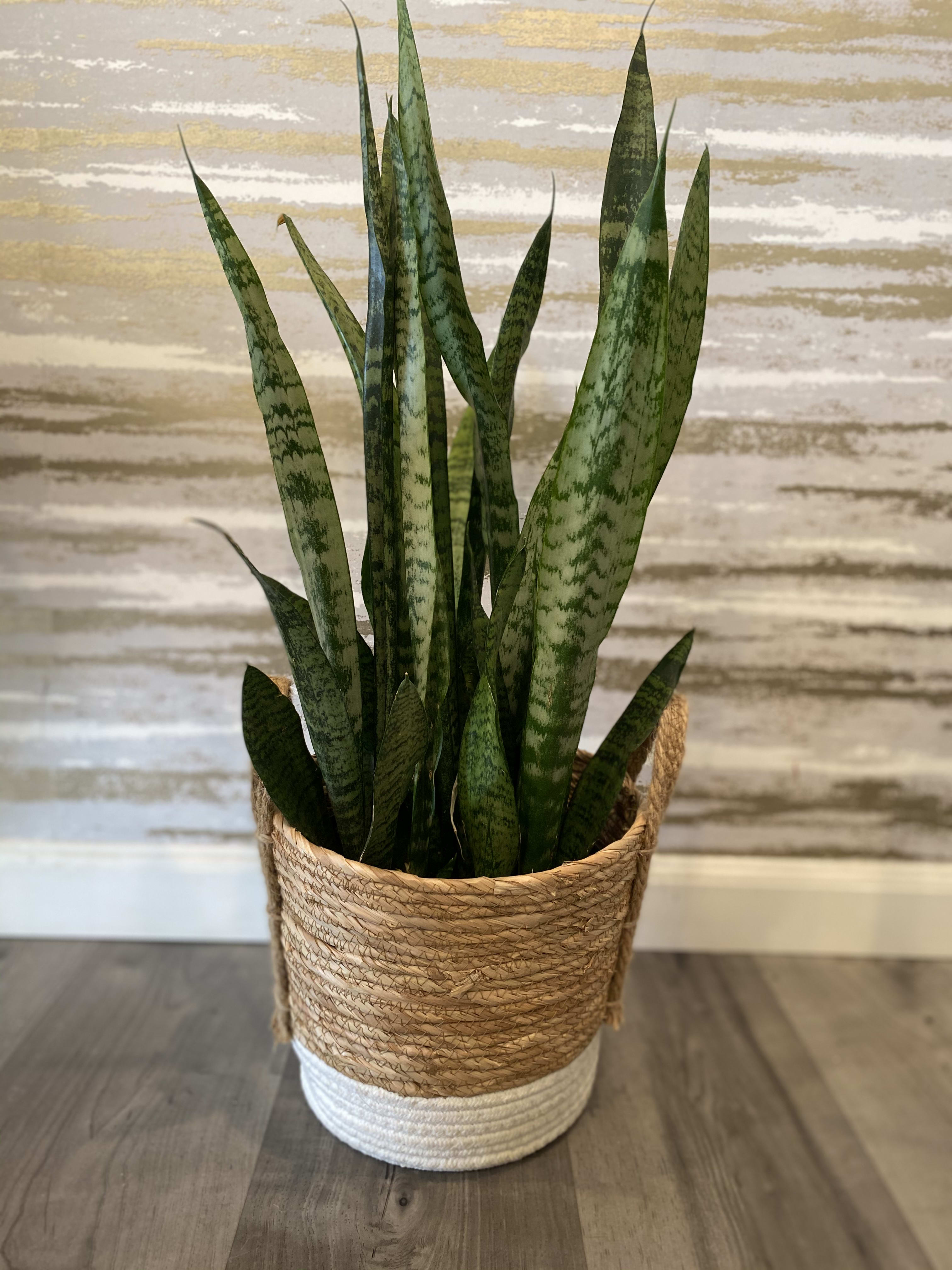 Snake Plant in decorative basket with moss in Huntington ...