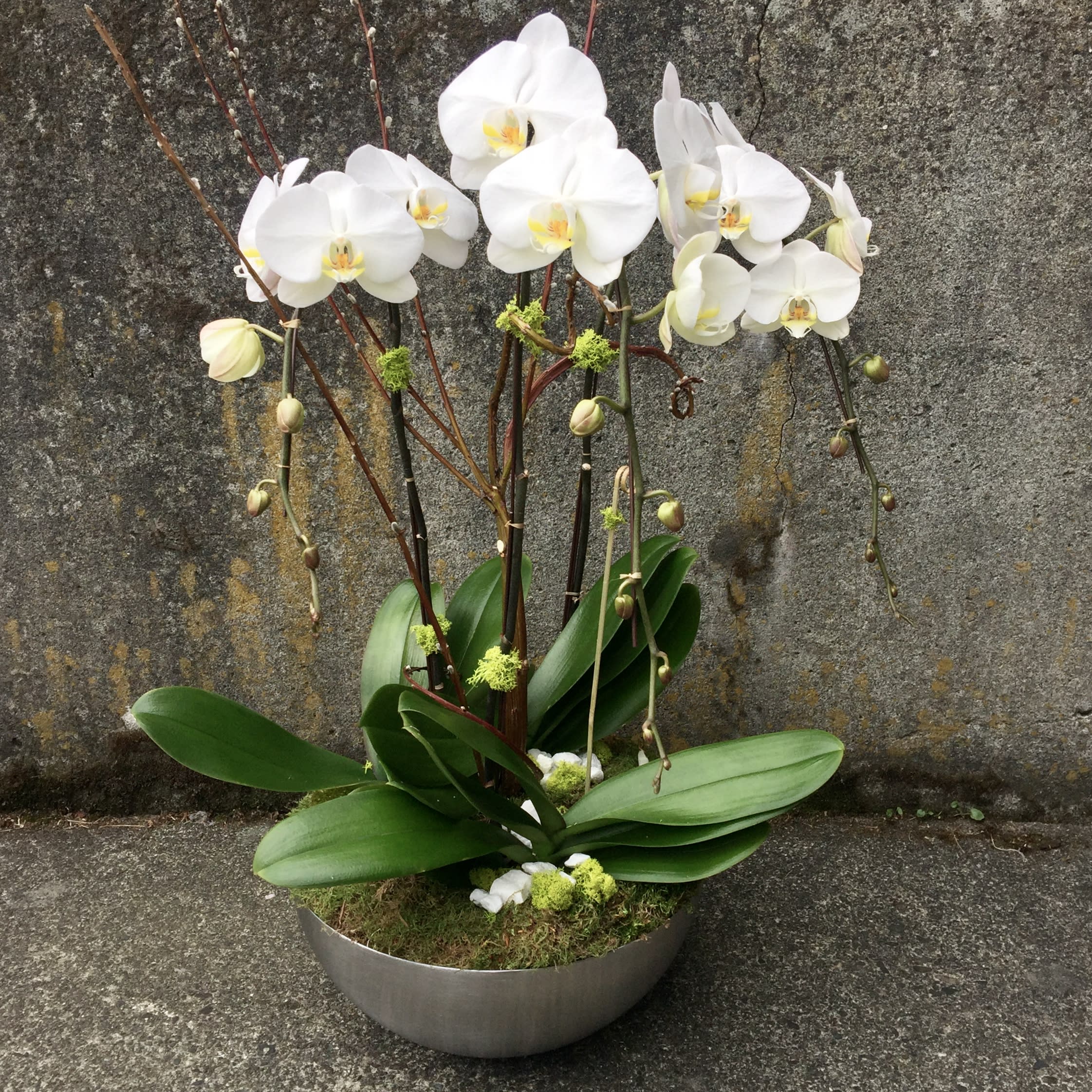 Phalaenopsis Orchid Plant Trio in Seattle, WA Fiori Floral Design