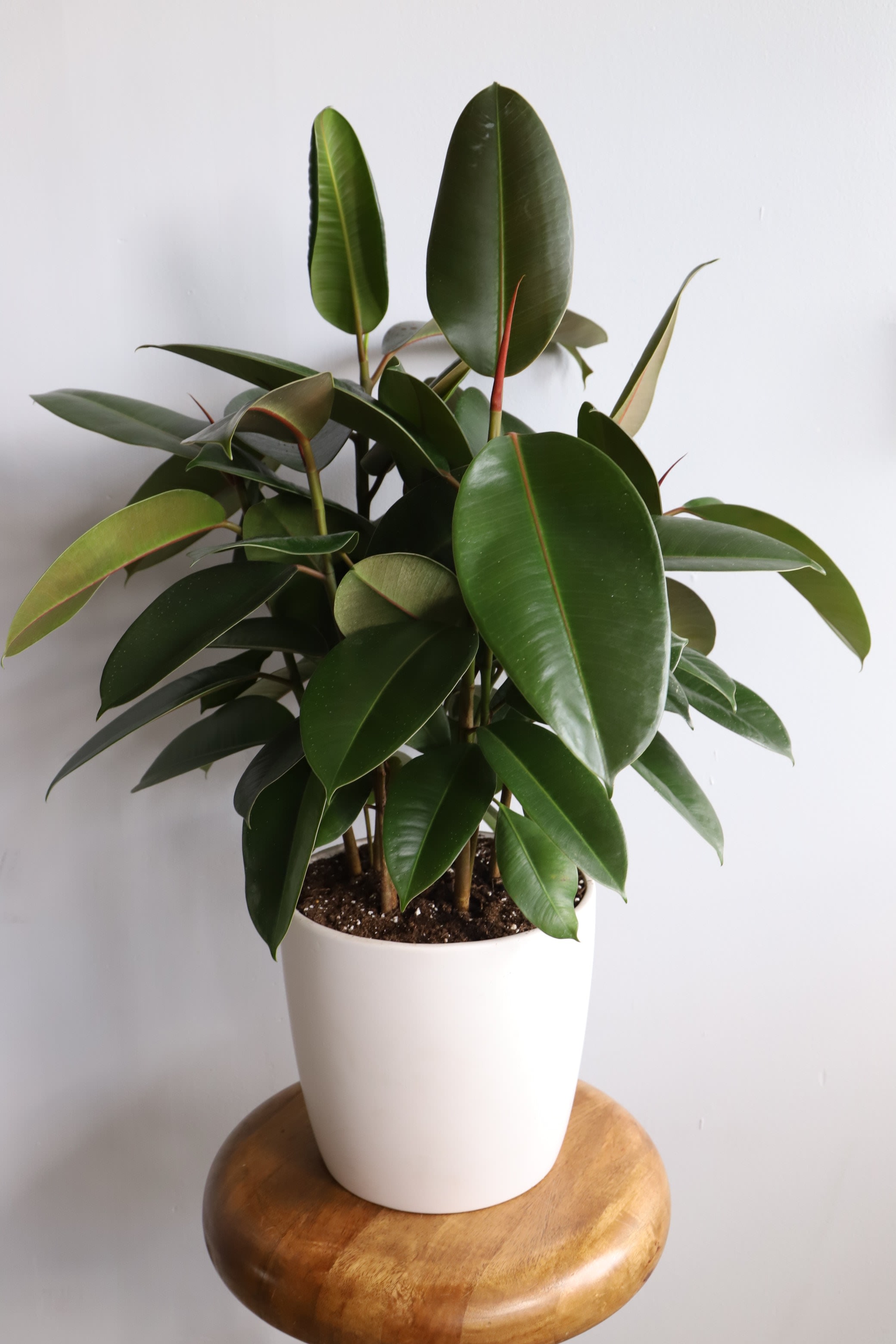 Green Rubber Tree 9 Inch Floor in Manlius, NY Simply Fresh Flowers