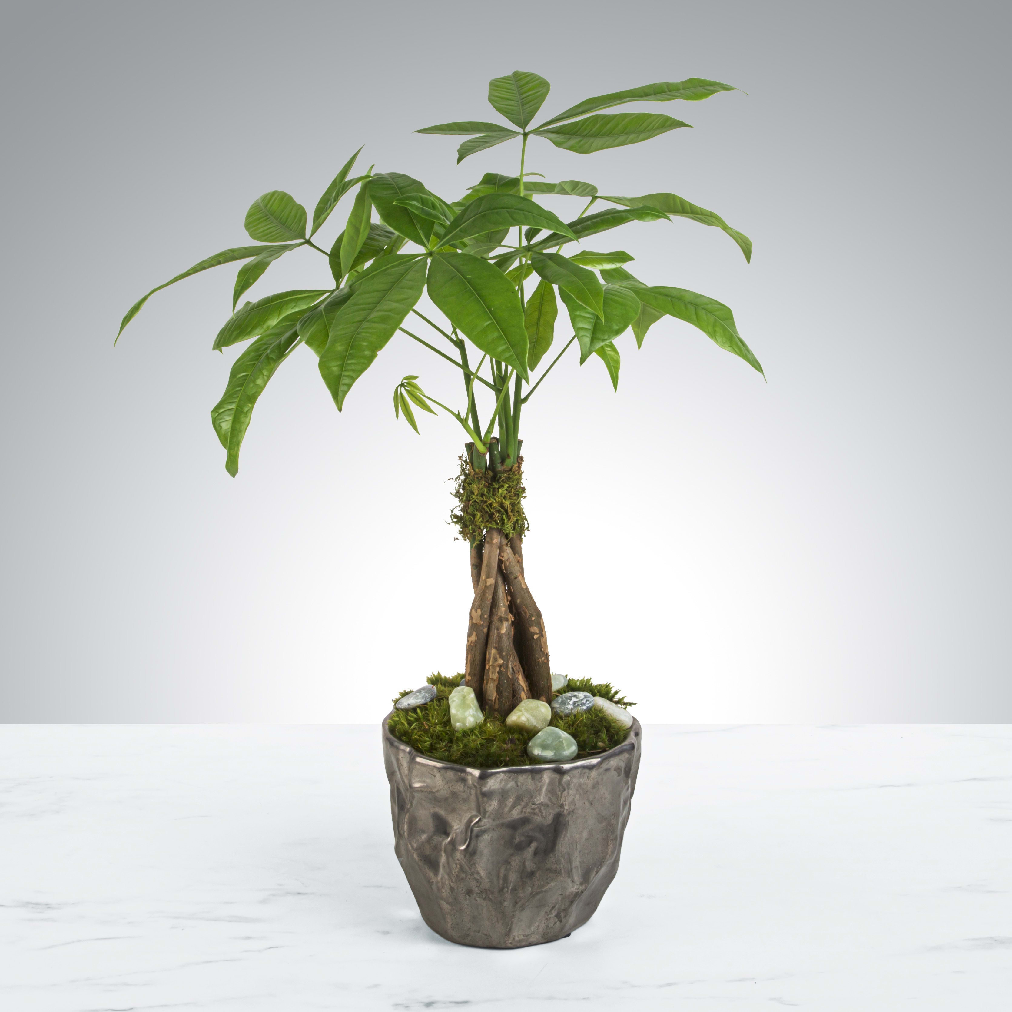 Money Tree by BloomNation™ in San Diego, CA San Diego Floral Design