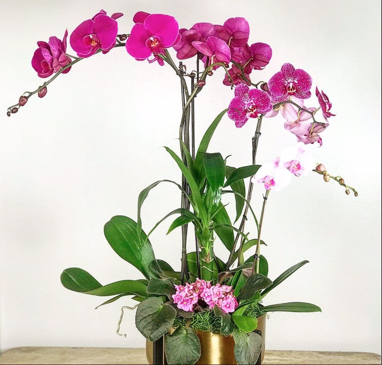 Magenta Phalaenopsis Orchids in South Pasadena, CA | Mission Gardens