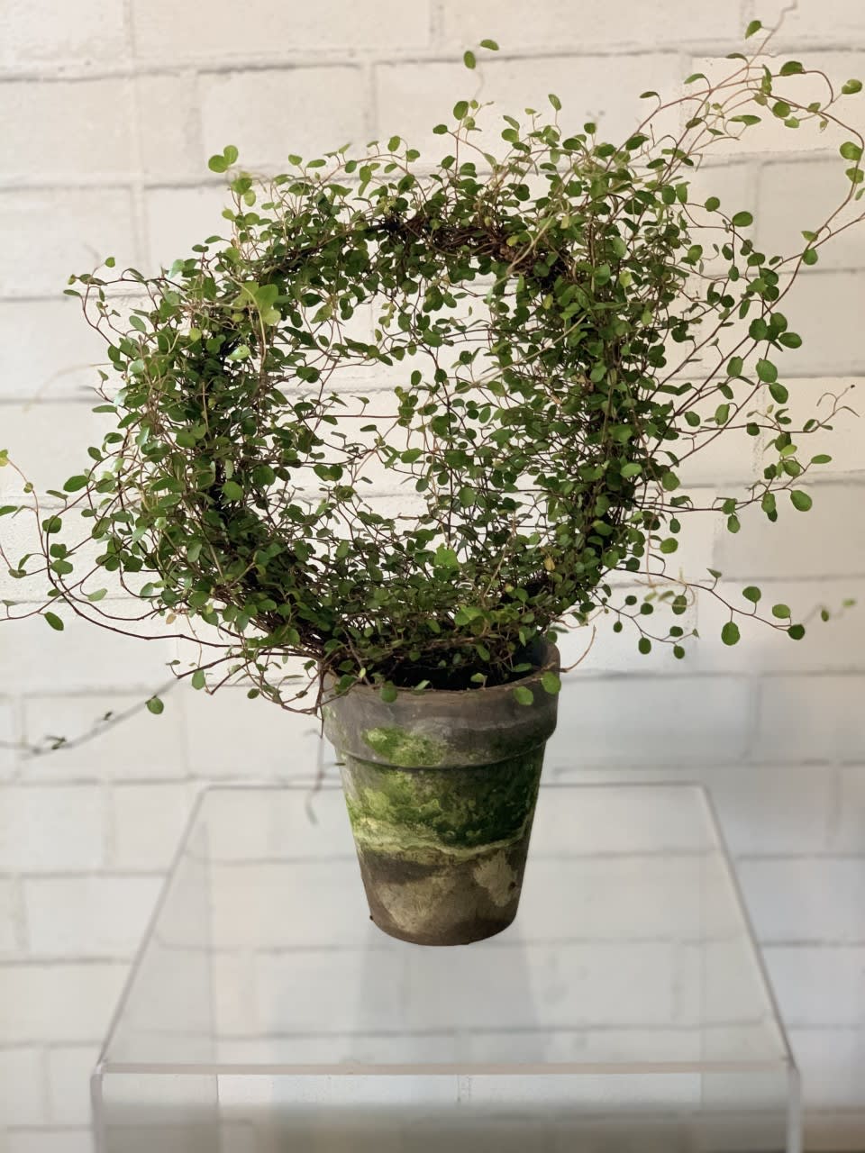 Angel Hair Topiary 21''H in Lincoln, NE | House of Flowers