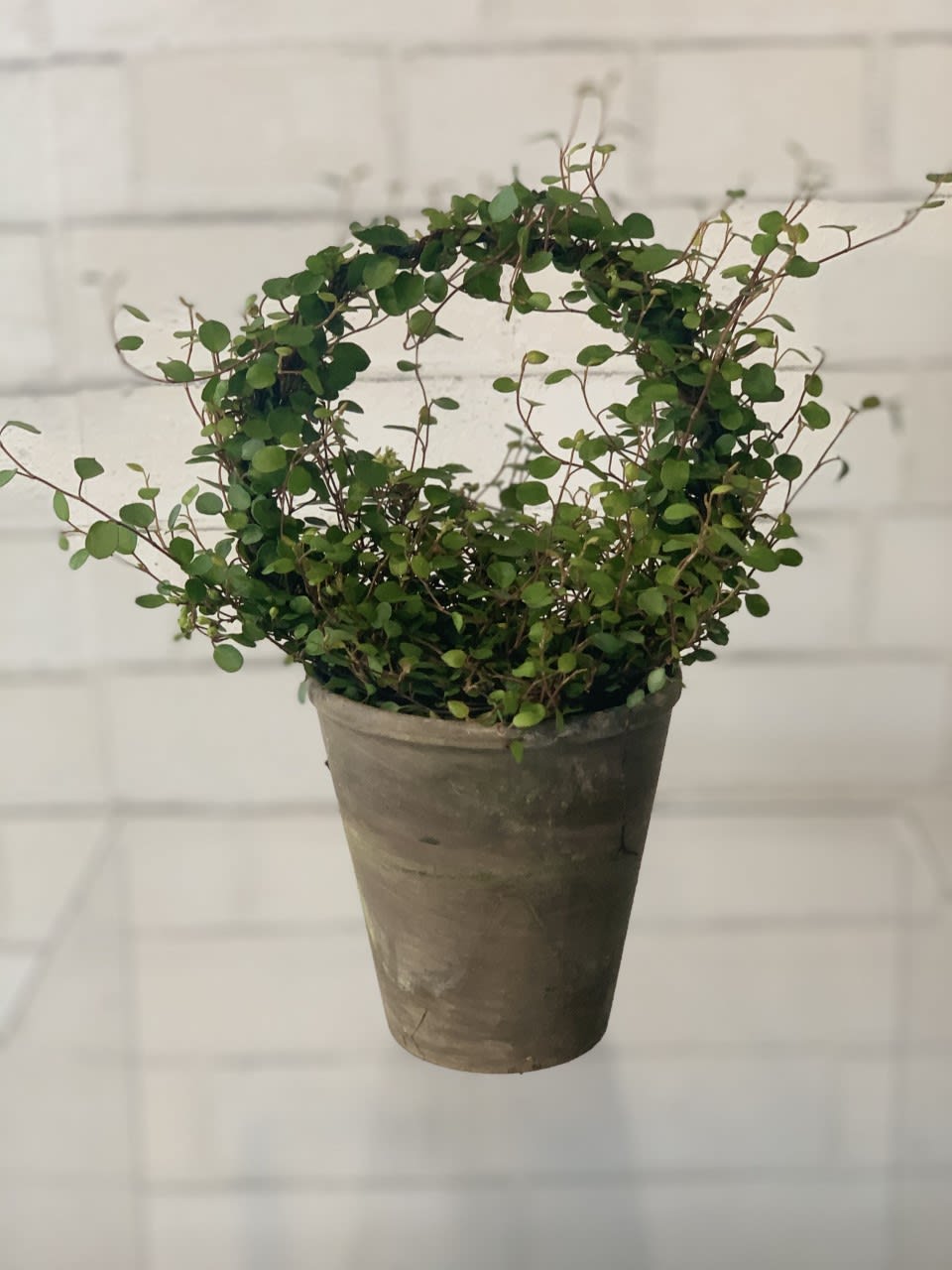 Angel Hair Topiary in Lincoln, NE | House of Flowers