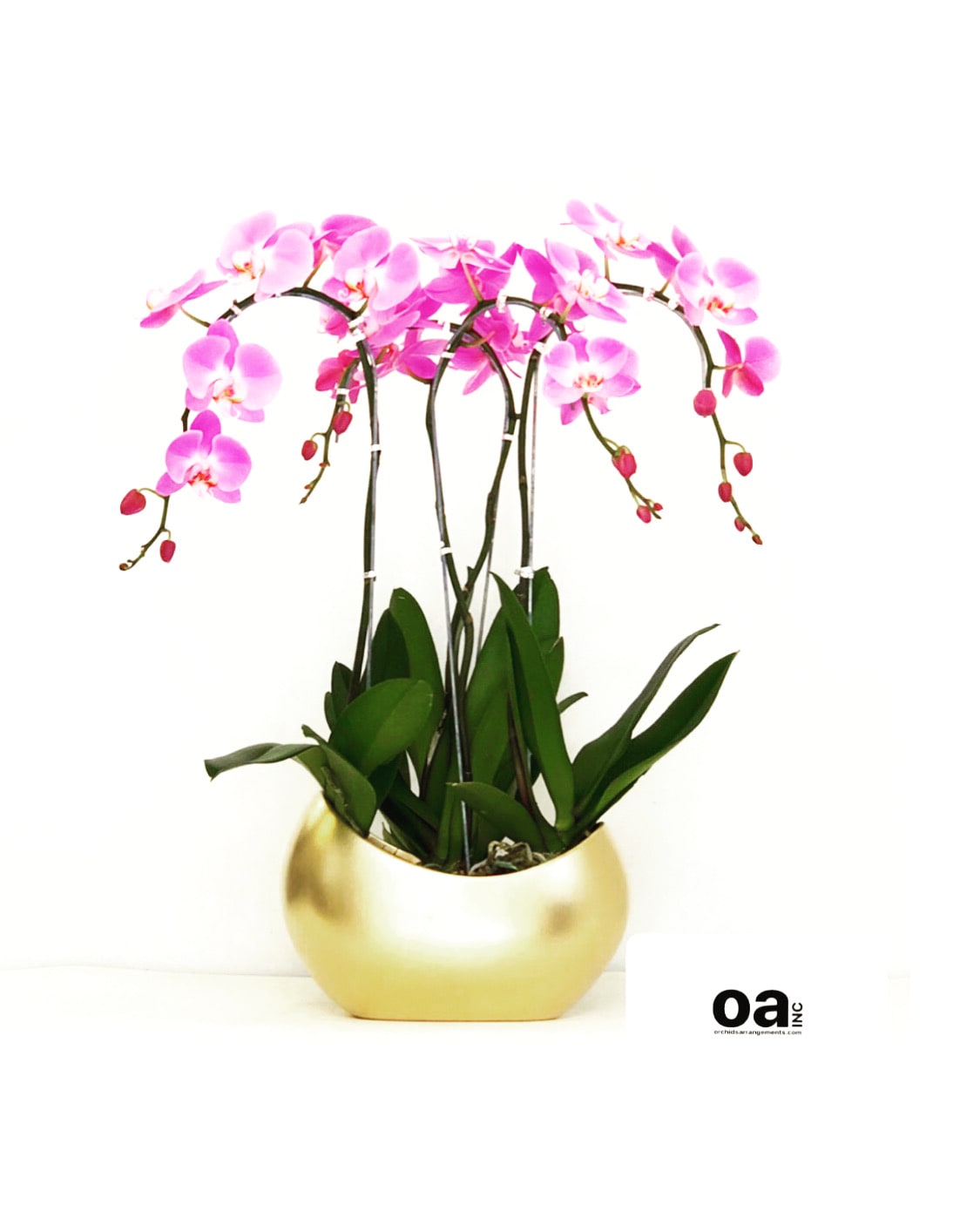 Four Pink Orchids Gold Matt Pot In Miami Fl Orchids Arrangements Inc