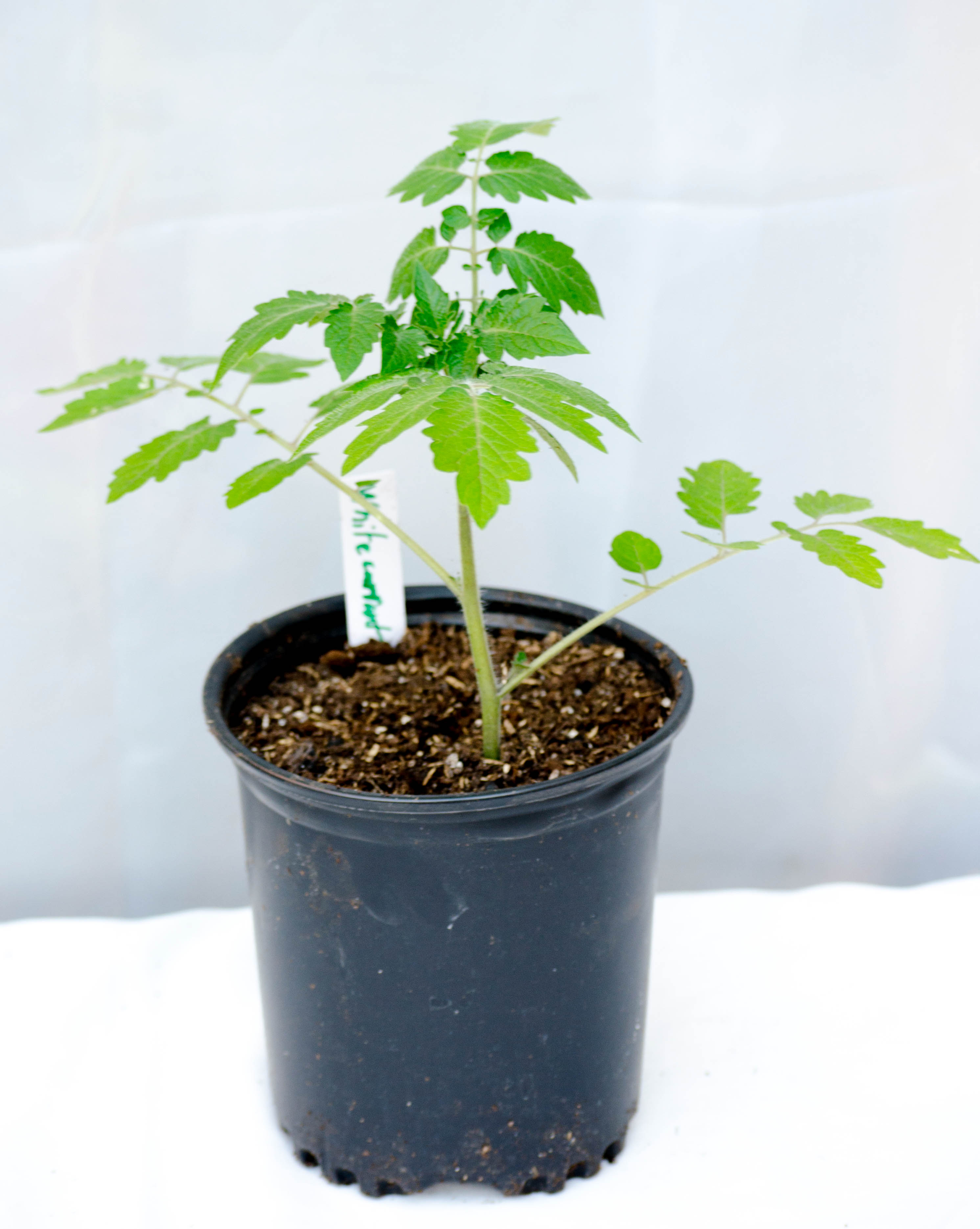 Heirloom Tomatoes in Syracuse, NY Coleman Florist inc