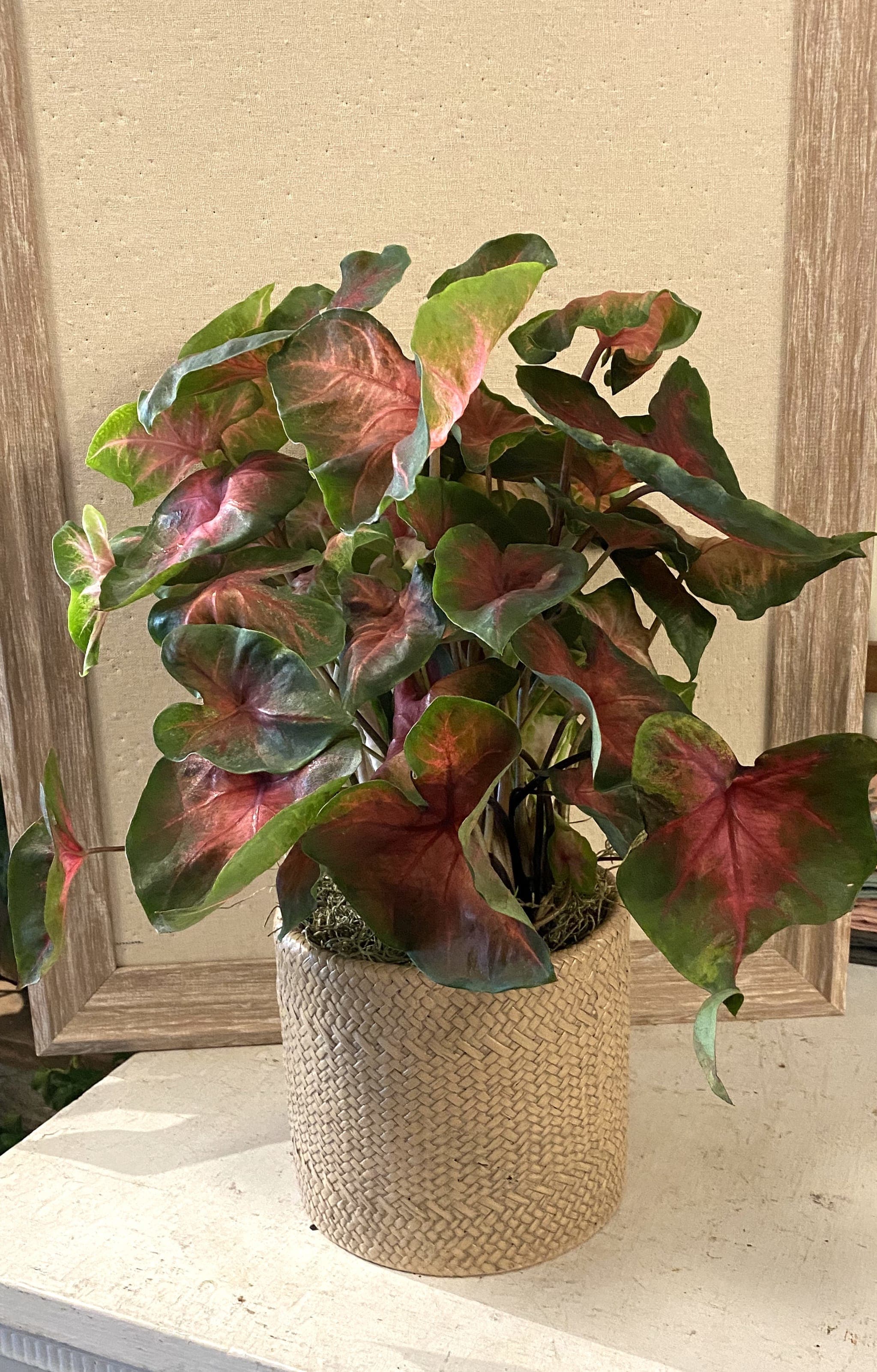 Pink Caladium in Woven Pot in Wakefield, MA The Sweetbay