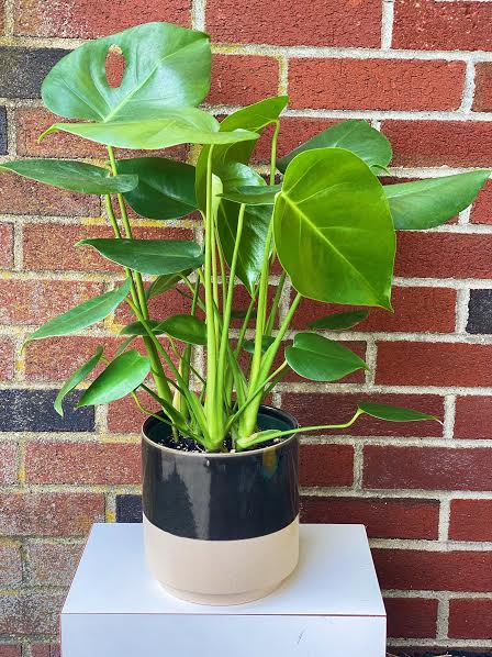 Wallpaper Split Leaf Philodendron Monstera Deliciosa In Black Ceramic In Desktop Wallpaper