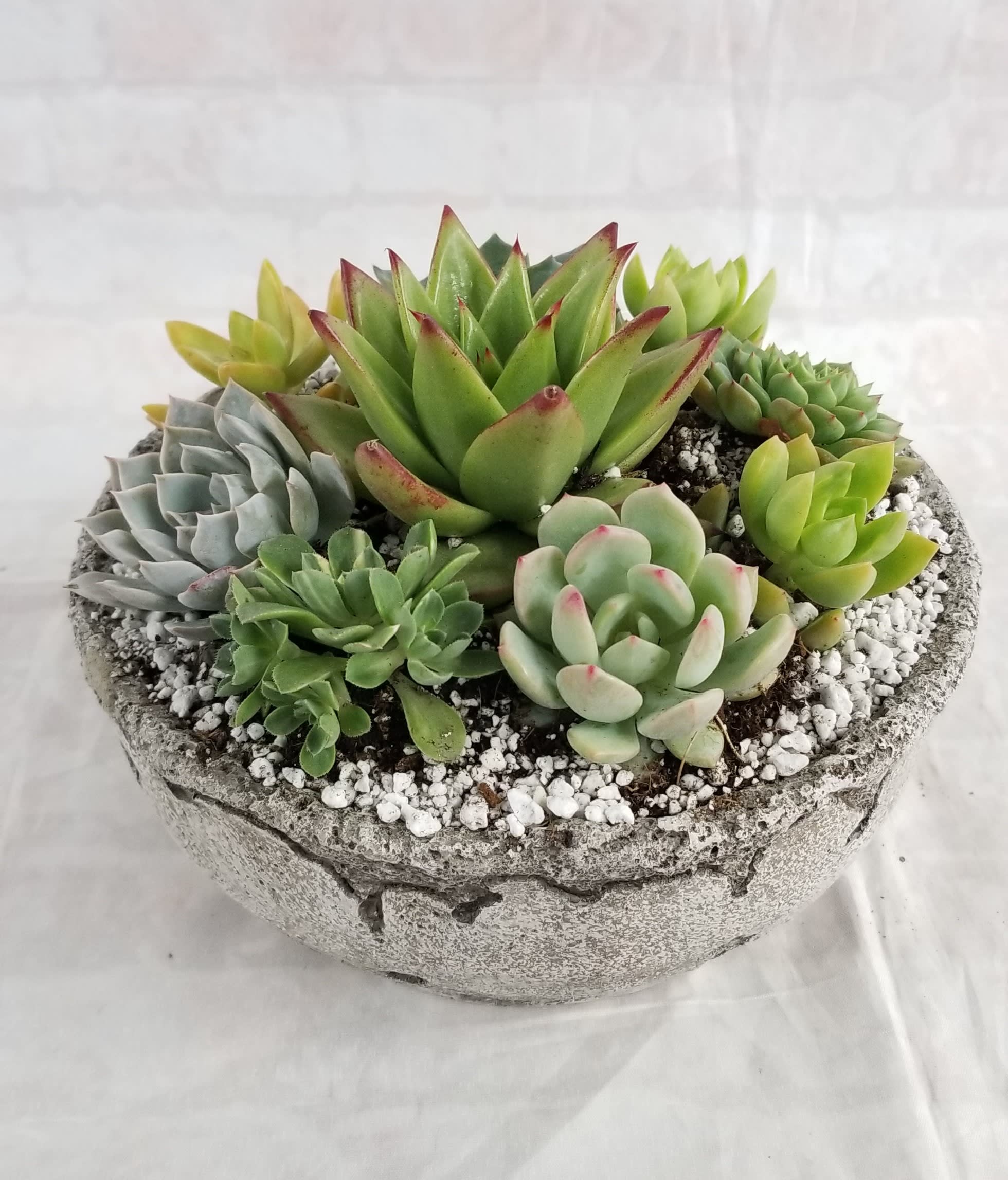 Round Cement Succulent Planter in Davis, CA Strelitzia