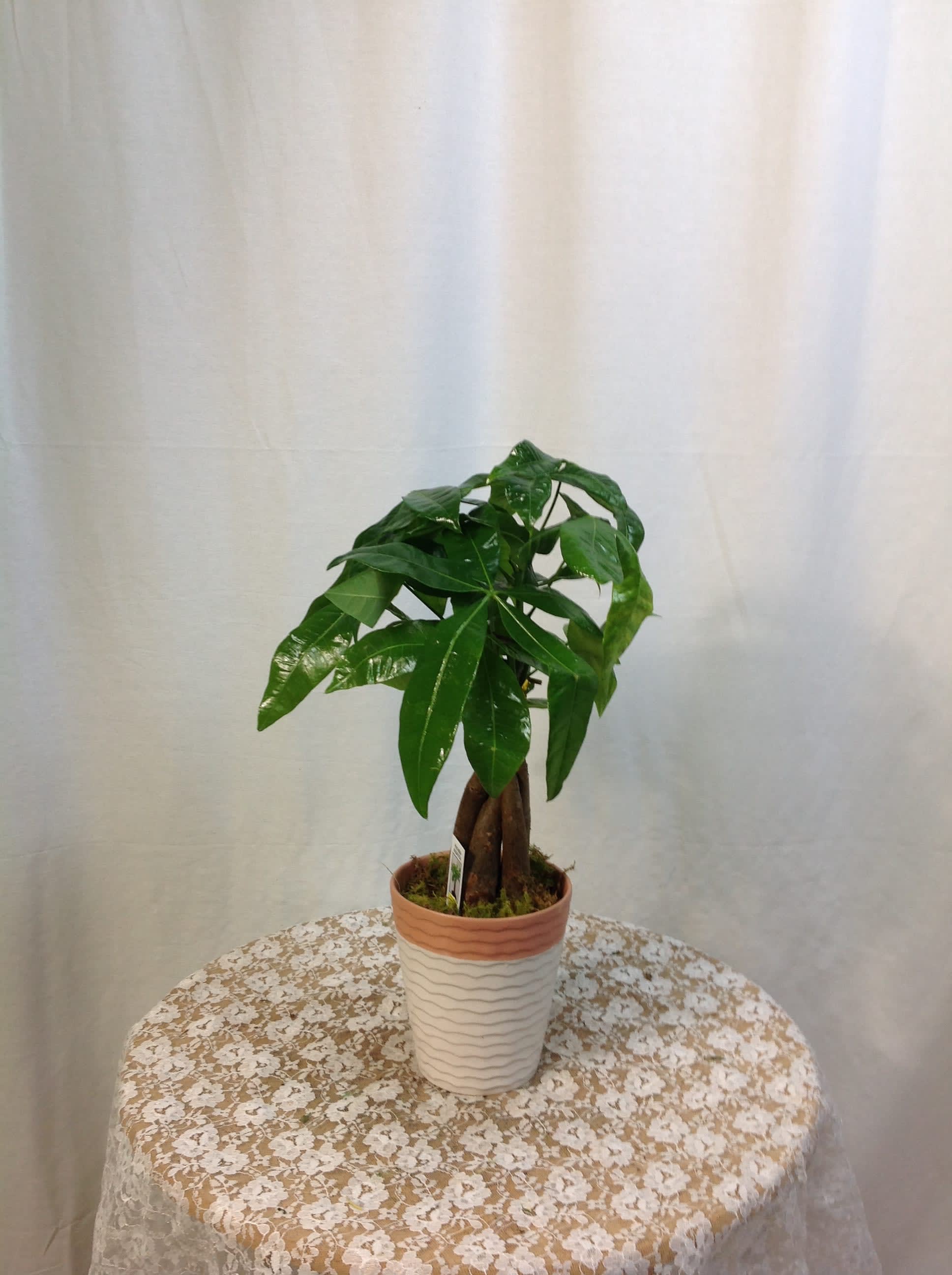 Money Tree In Etowah Nc Etowah Florist