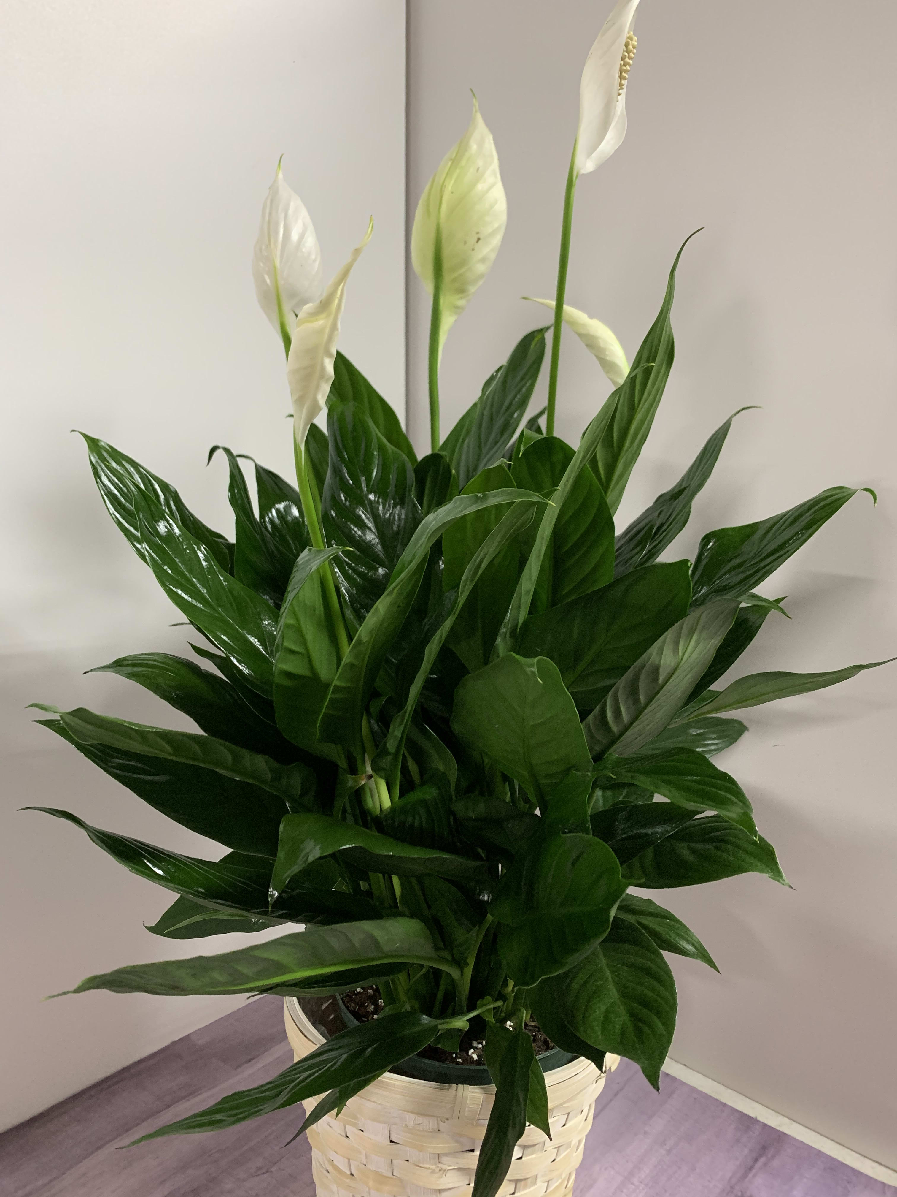 Spathiphyllum Plant 6&quot; in Larkspur, CO Pink Floral and