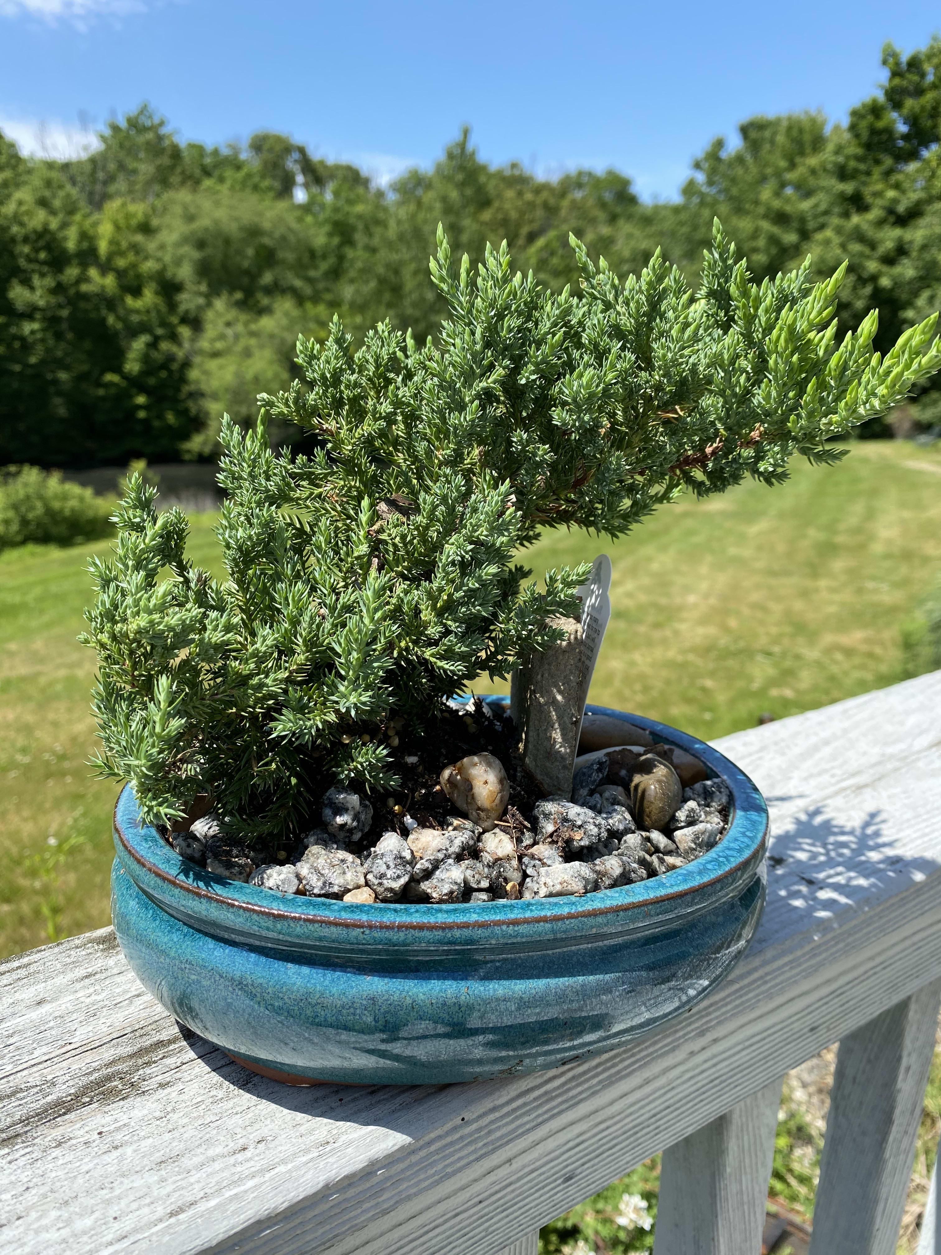 Juniper Bonsai Planter By L J Blooms