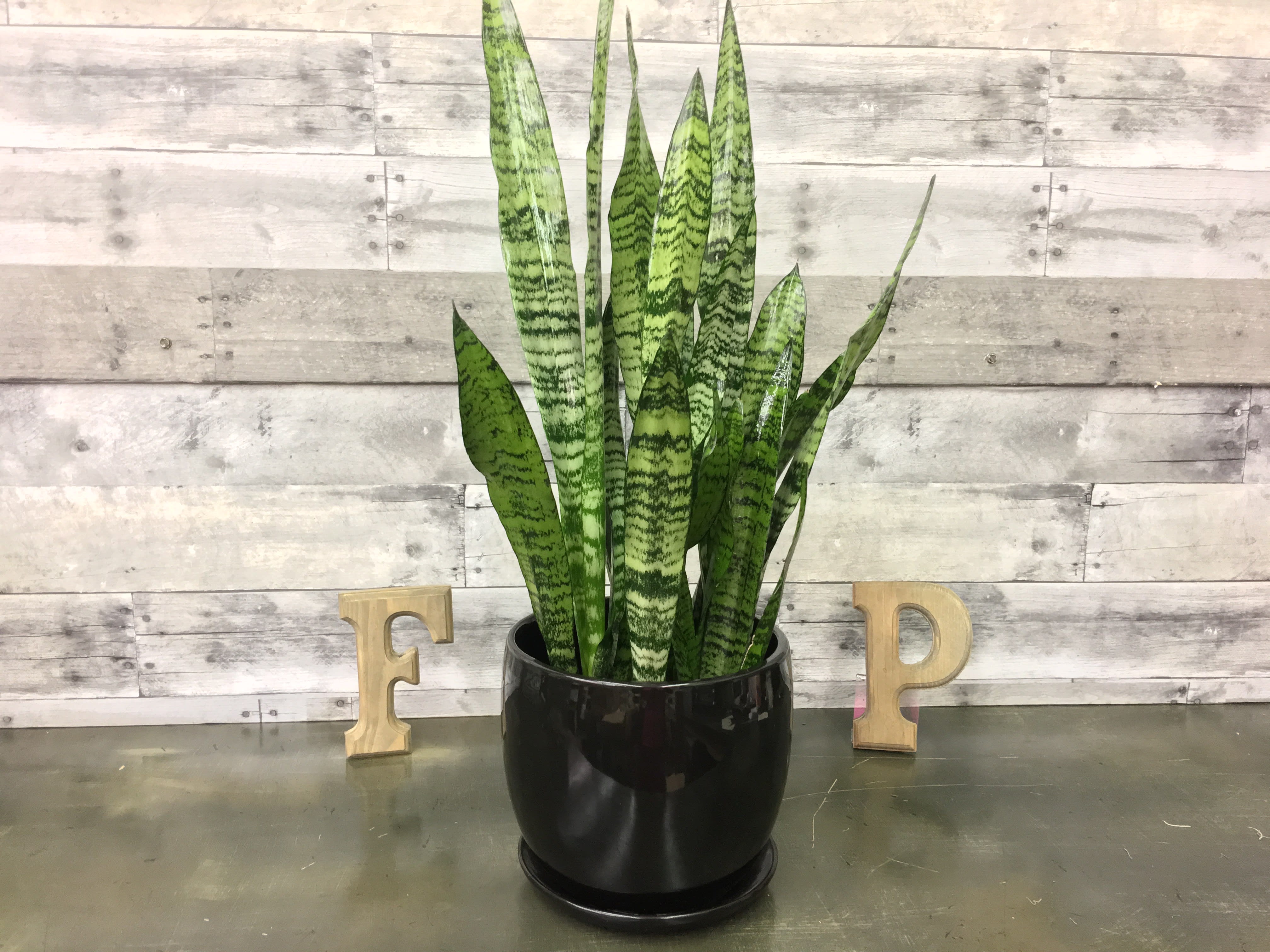 Sansevieria Plant In Mclean Va Flowers And Plants Etc 