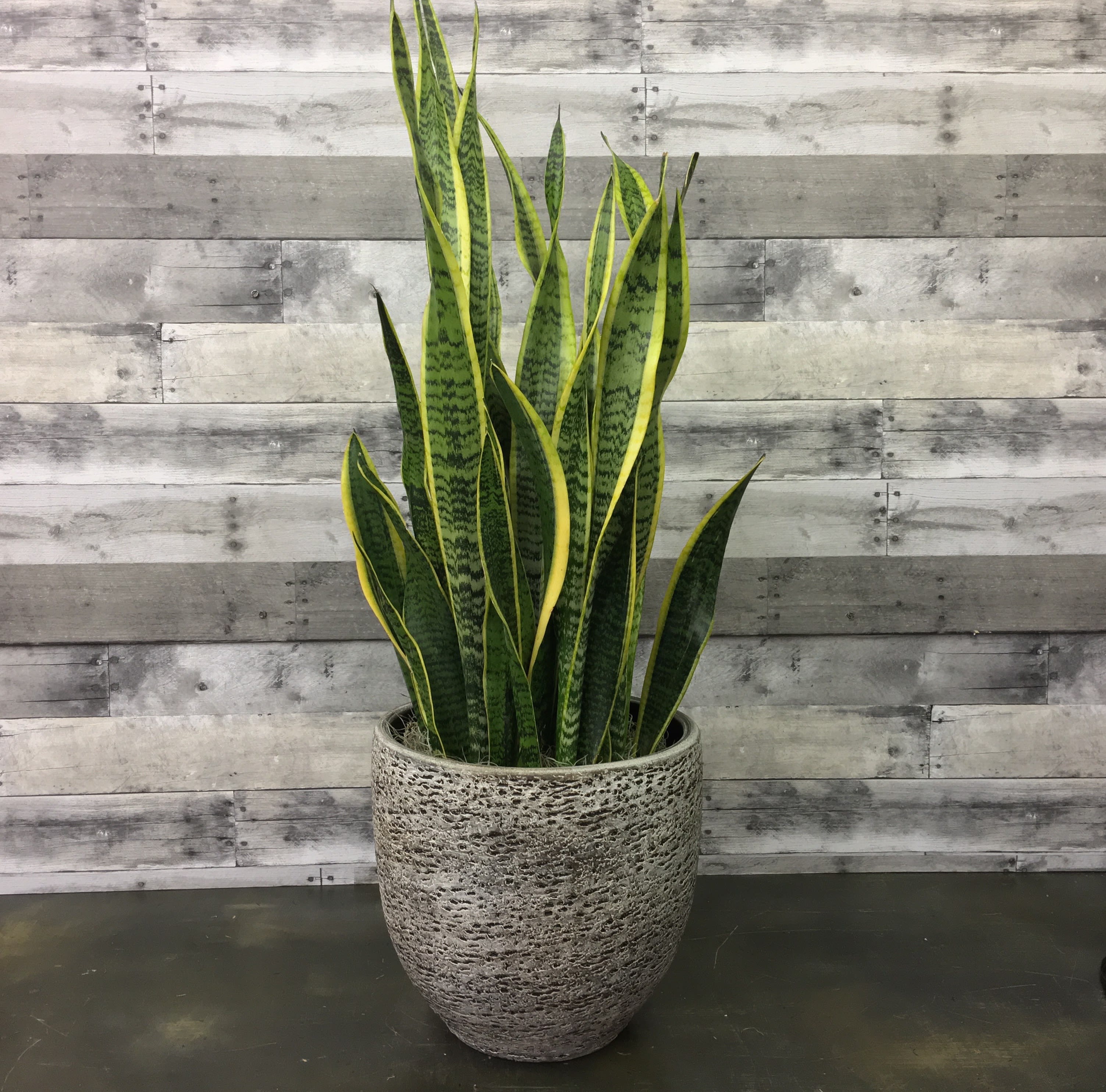 Sansevieria Plant Large In Mclean Va Flowers And Plants Etc 