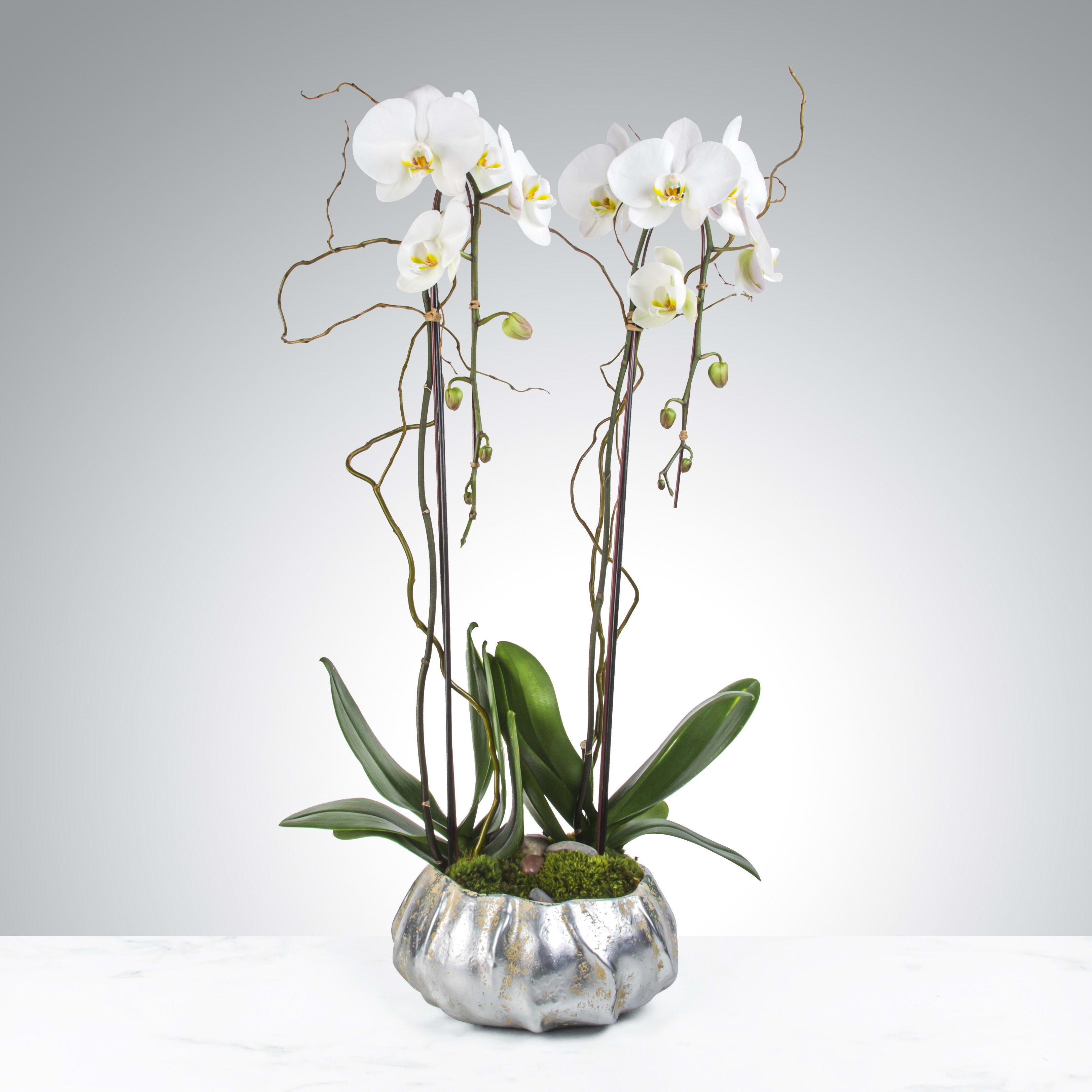 Two Stem Orchid Planter By Bloomnation In Glendale Az Deb S Fun With Flowers