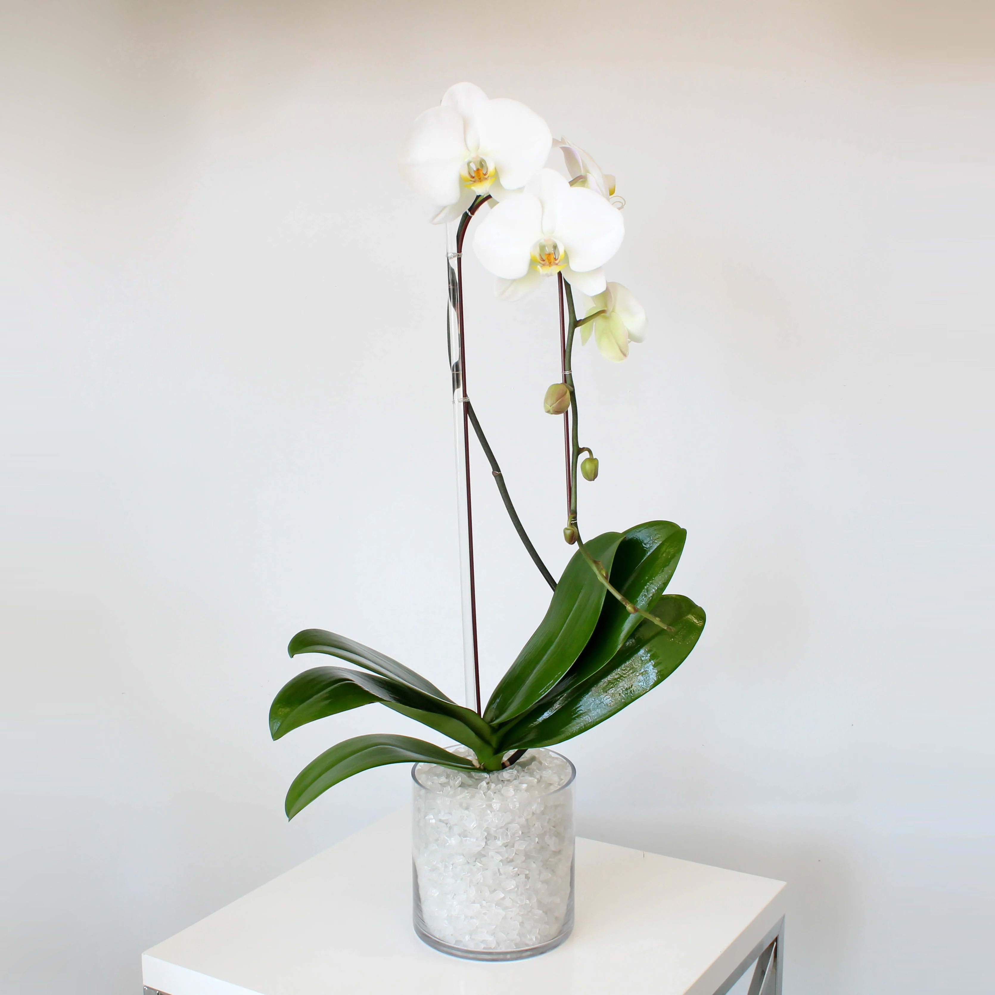 Modern Orchid in Los Angeles, CA | Sonny Alexander Flowers