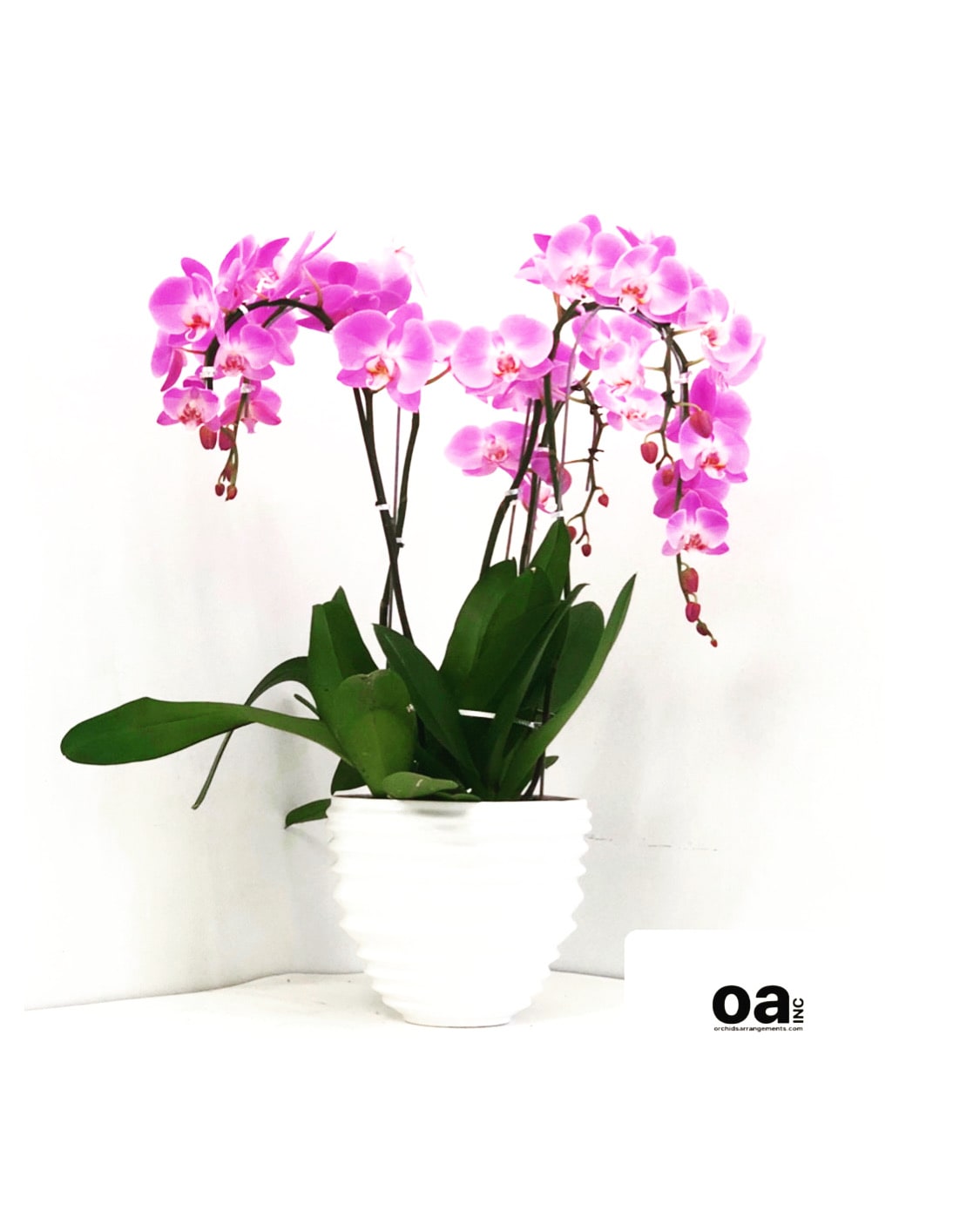 Five Pink Orchids Stripped Pot In Miami Fl Orchids Arrangements Inc