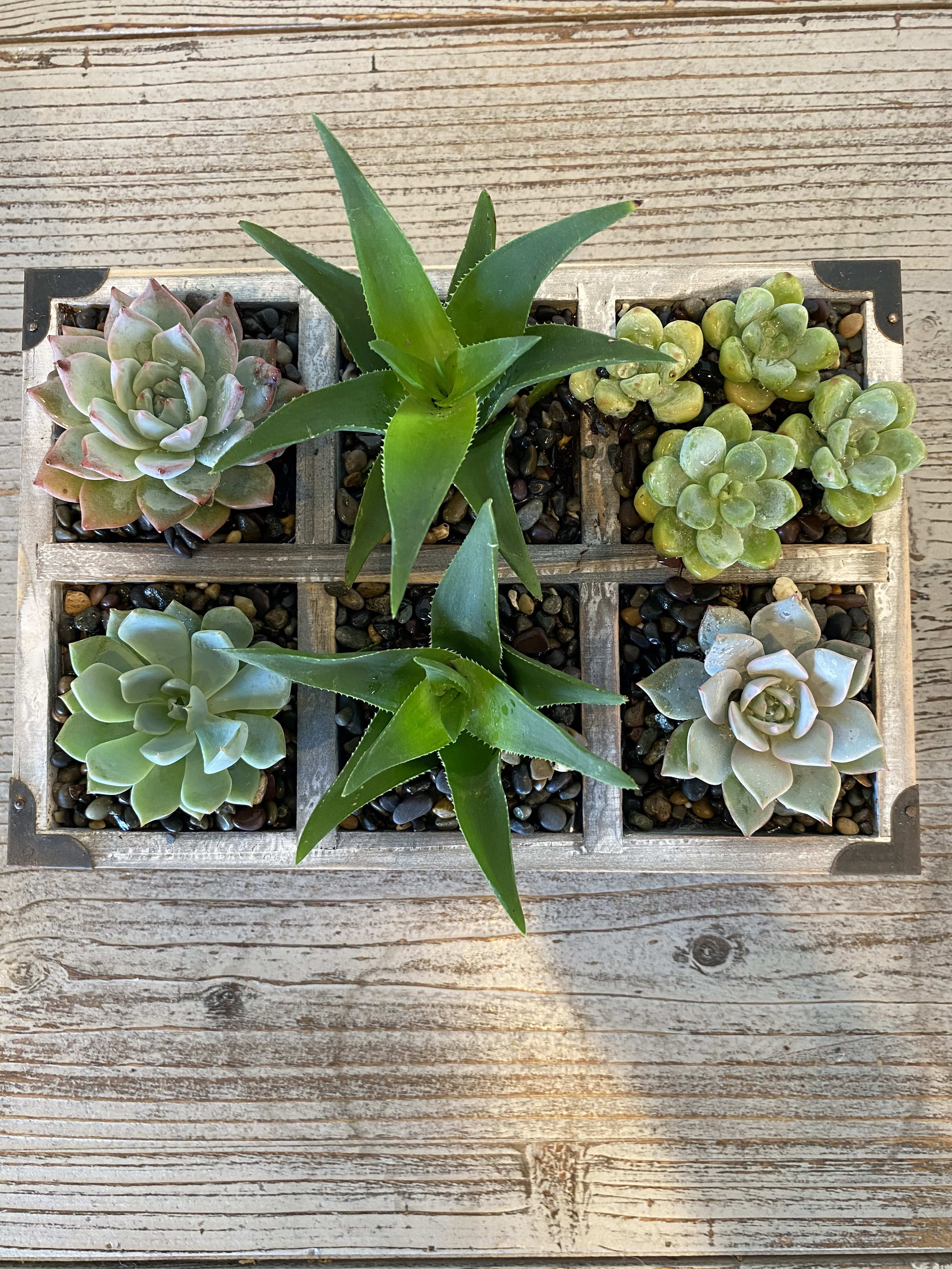 Rows Of Love Box Of Mini Succulents Great House Warming Gift Or A