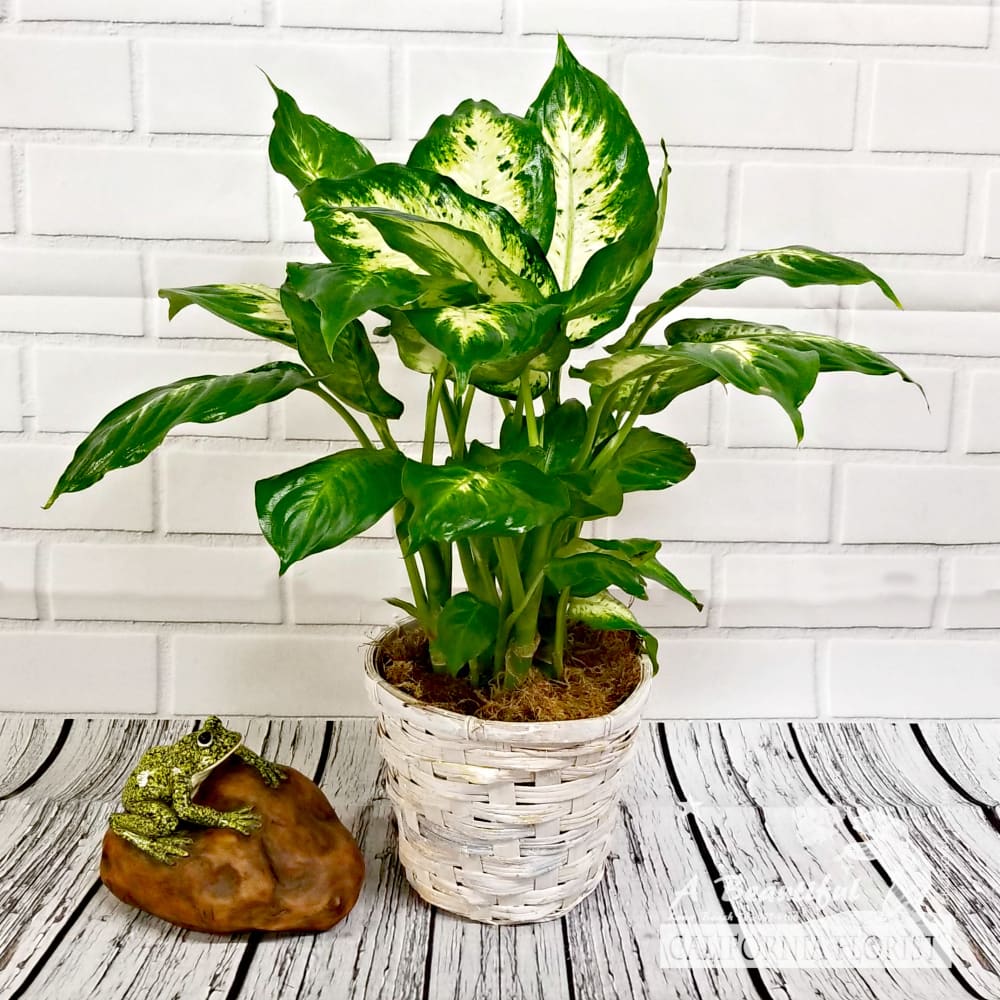 Dieffenbachia Plant ABC Florist Long Beach in Long Beach, CA A