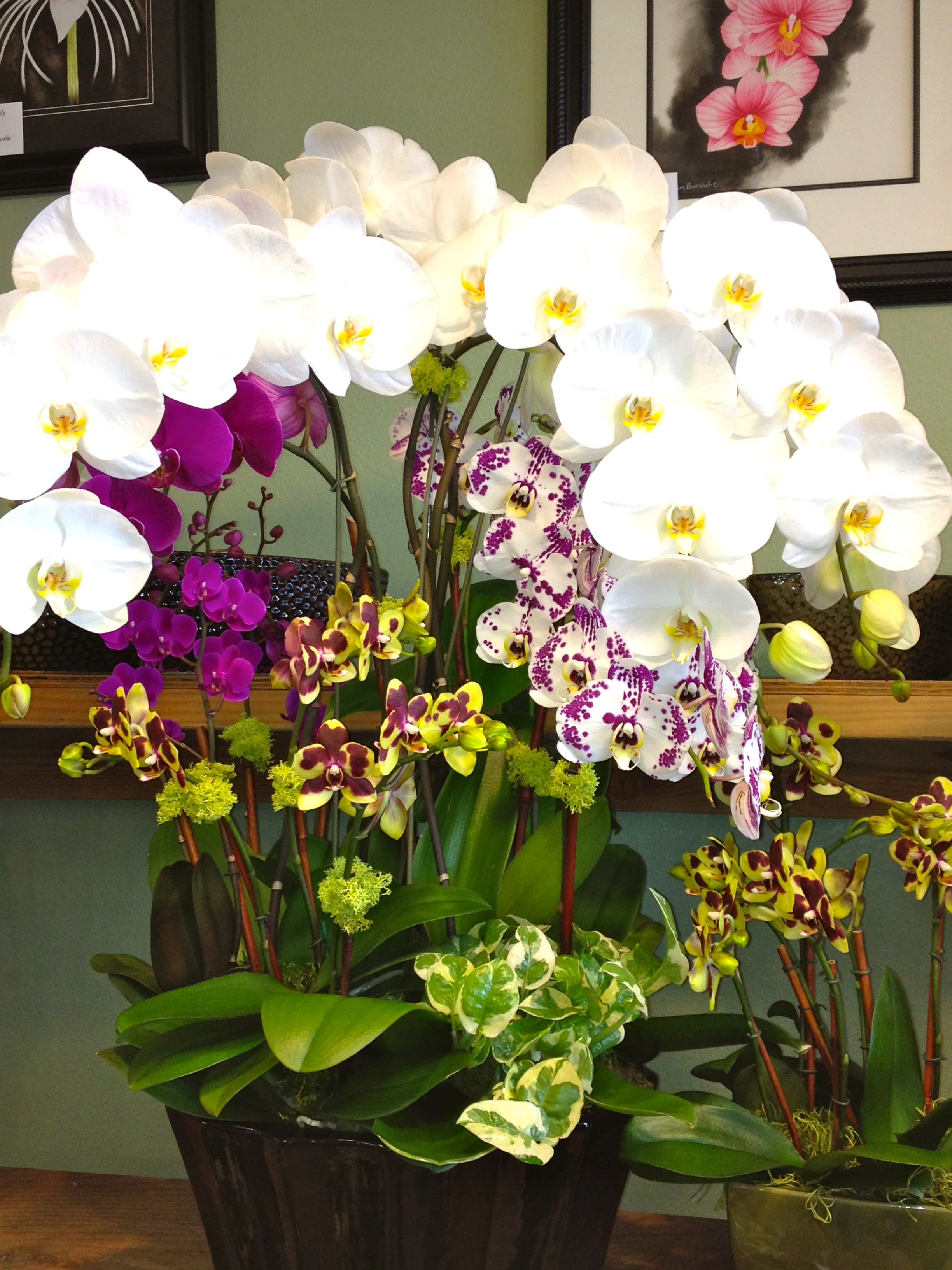 Orchid Jungle In New York Ny City Wide Flower Plants