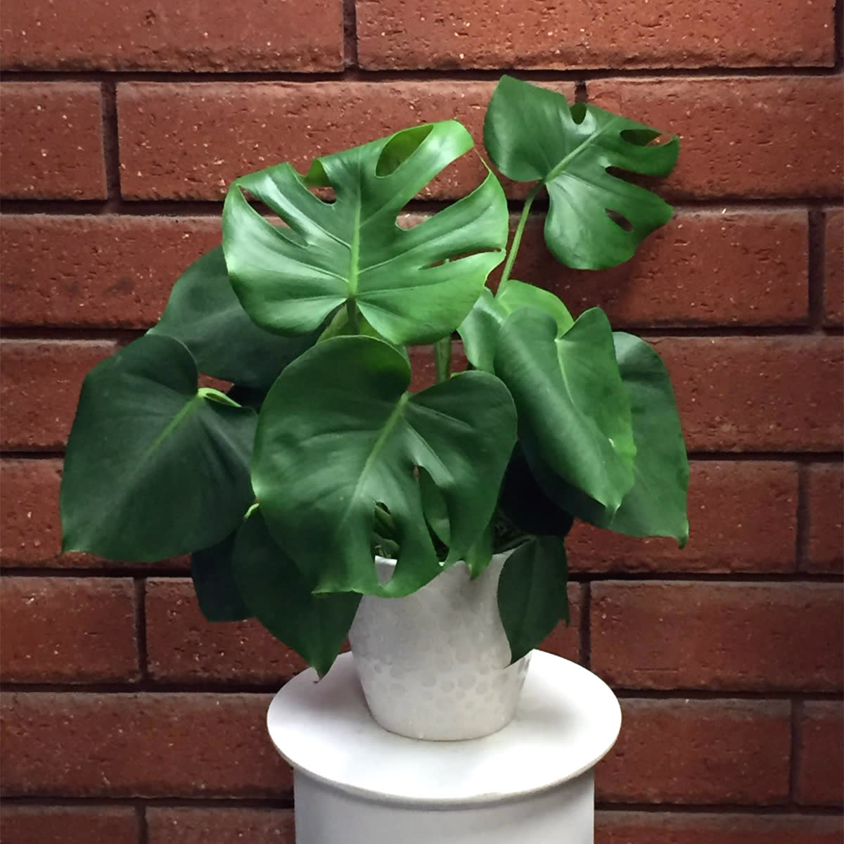 Wallpaper Monstera Deliciosa Plant In San Diego Ca House Of Stemms Free
