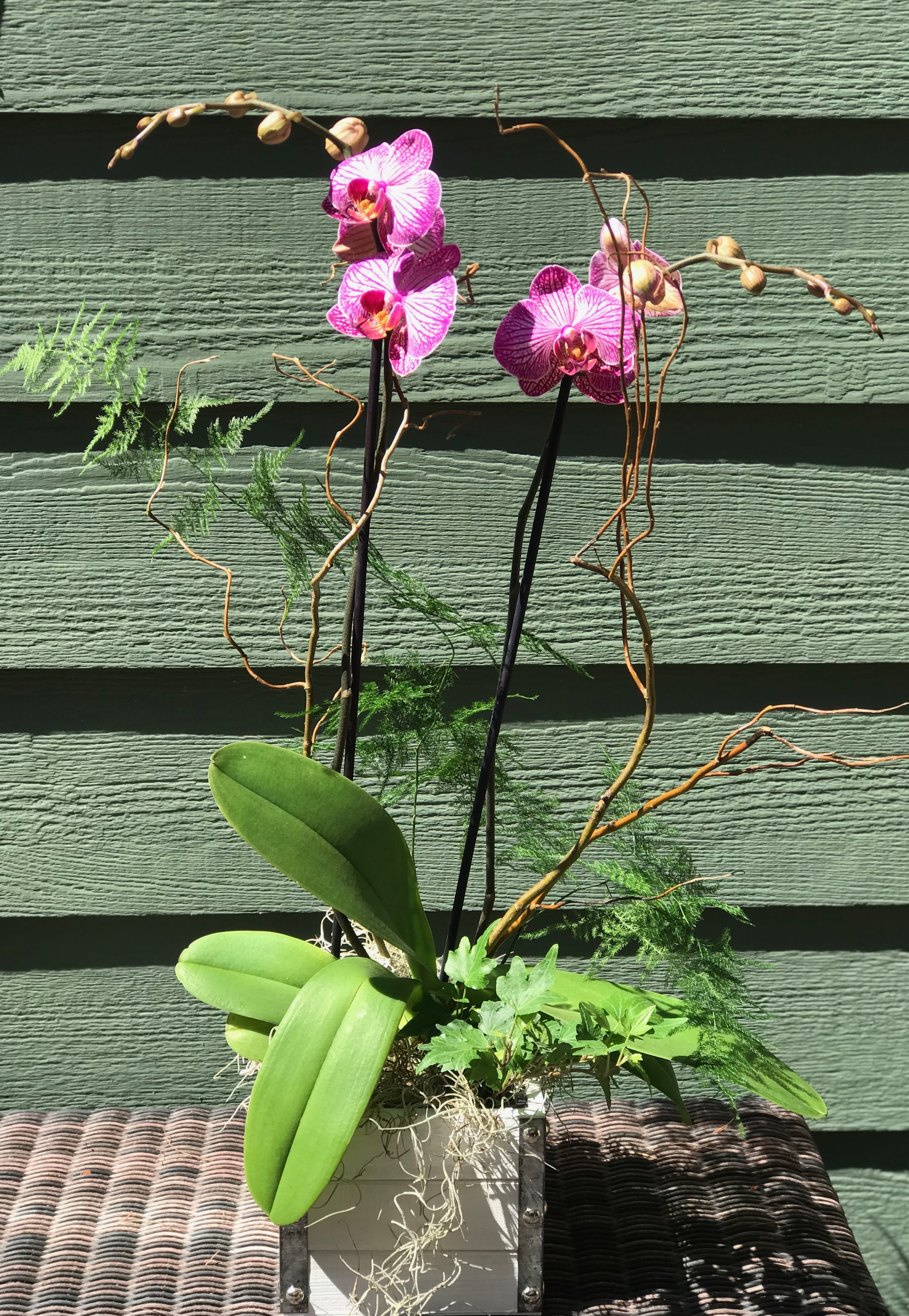 Phalaenopsis Orchid Box In Brighton Mi Art In Bloom