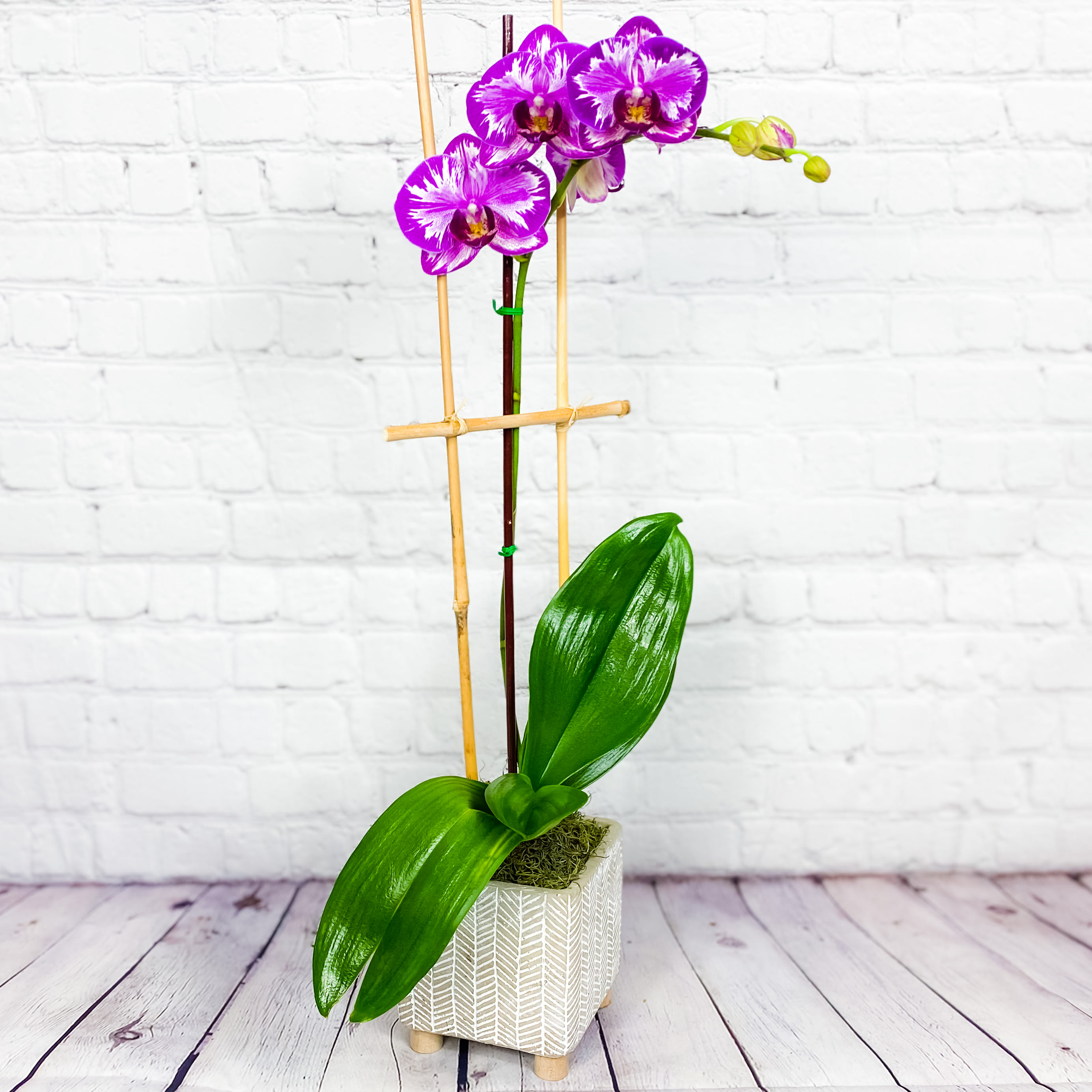 Opulent Purple Orchids Plant In Fort Lauderdale Fl Dgm Flowers Events