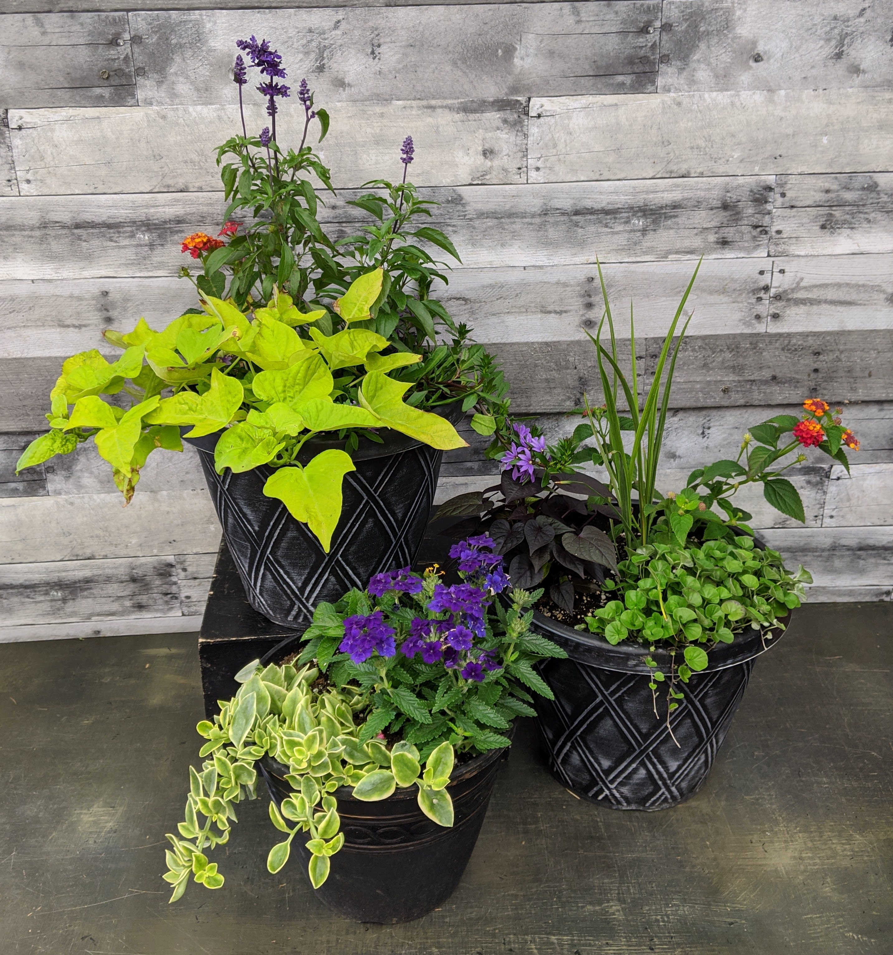 Mixed Garden Planter in McLean, VA Flowers & Plants, Etc.