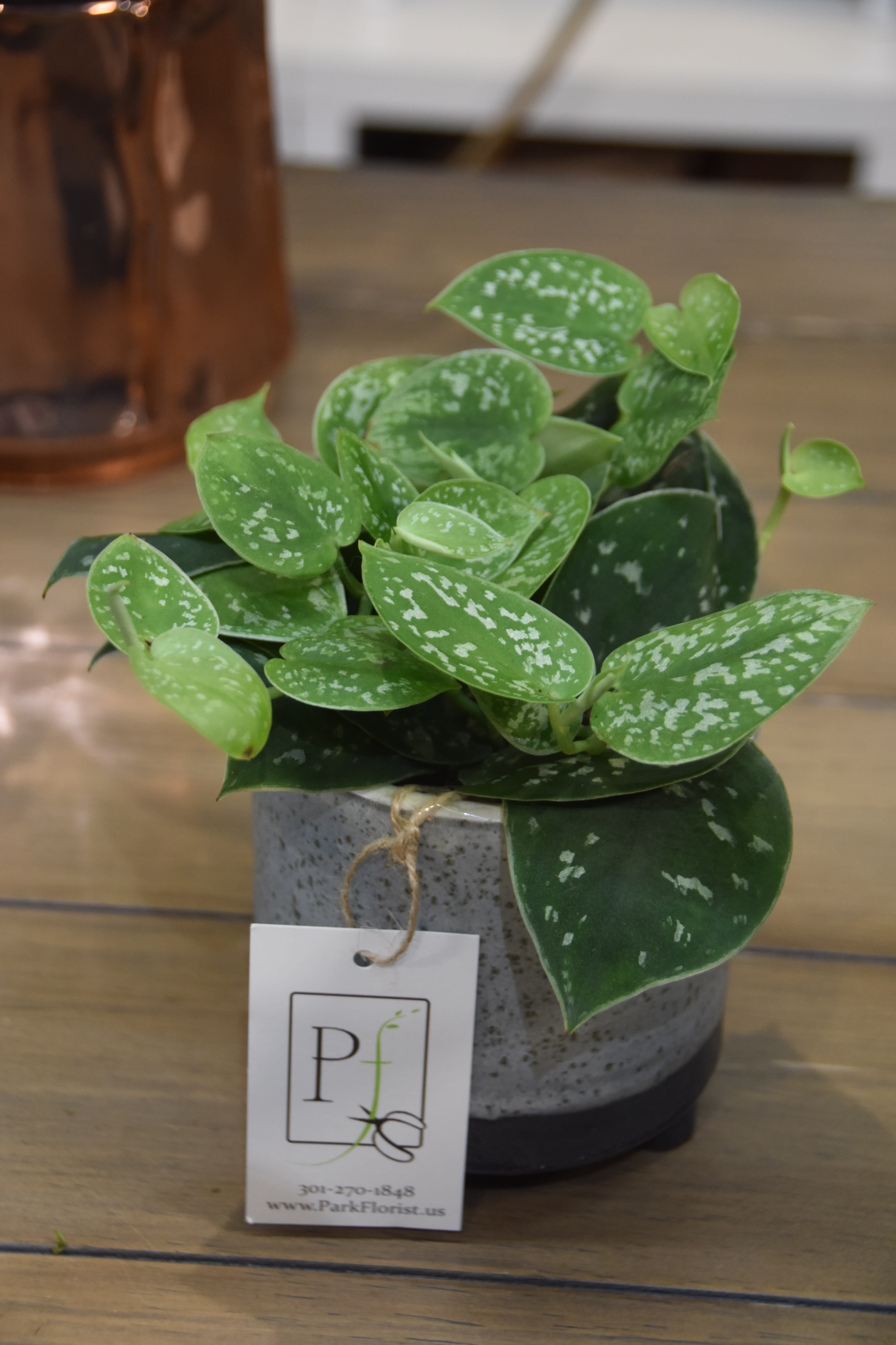 Silver Satin Pothos in Takoma Park, MD Park Florist