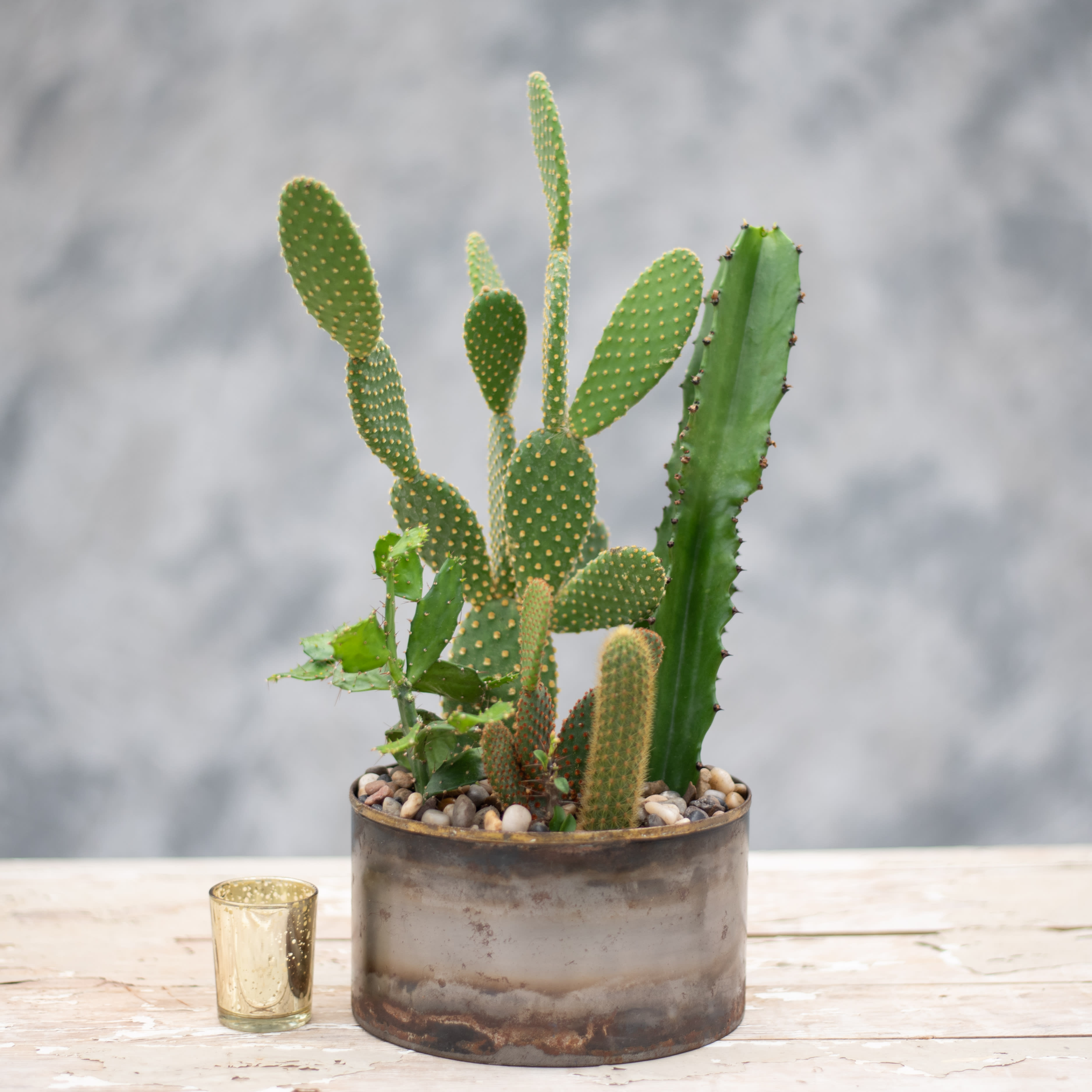 Cactus Garden in Collegeville, PA | Risher Van Horn