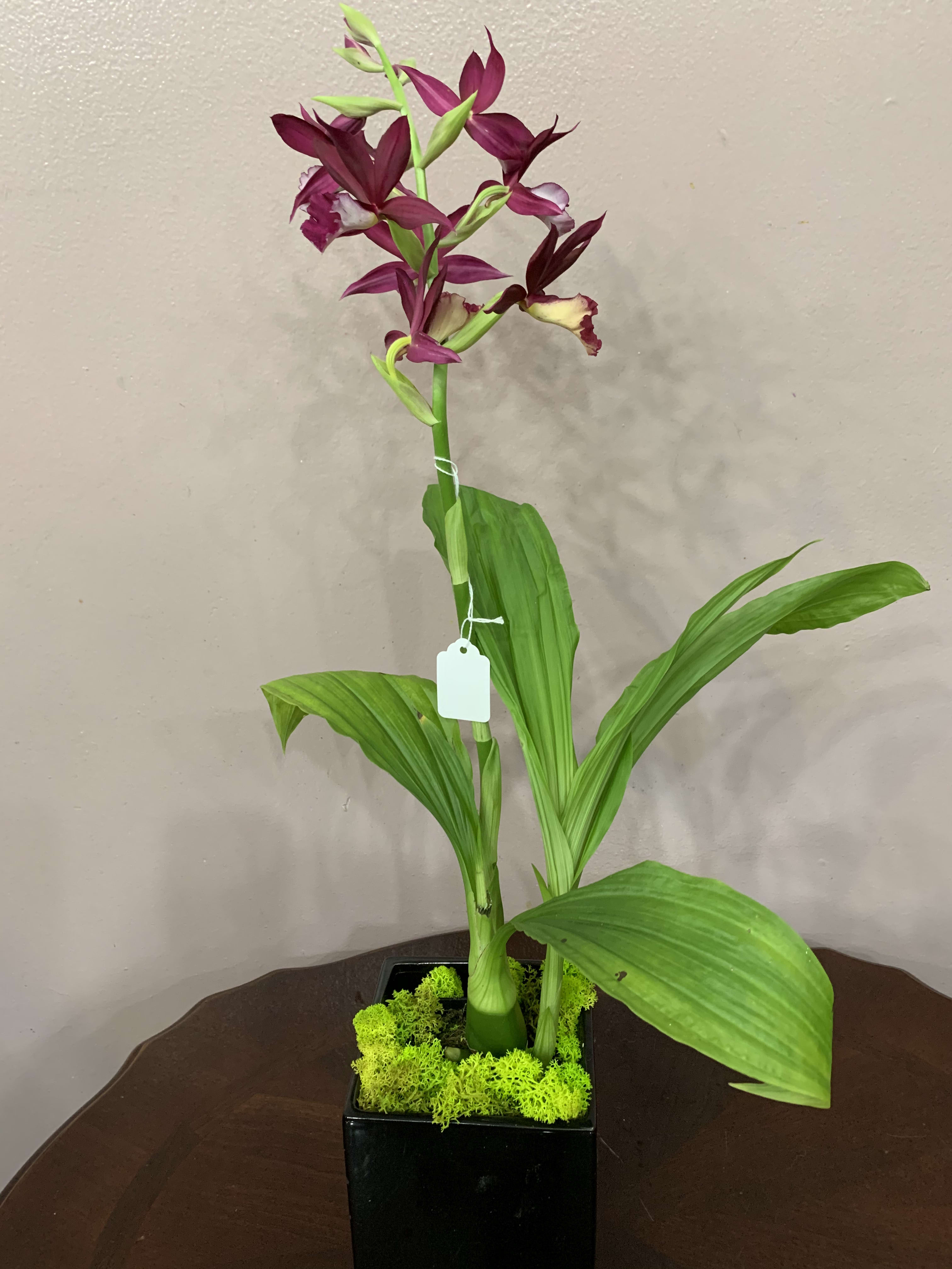 Purple Oncidium Orchid By Zionsville Flower Company