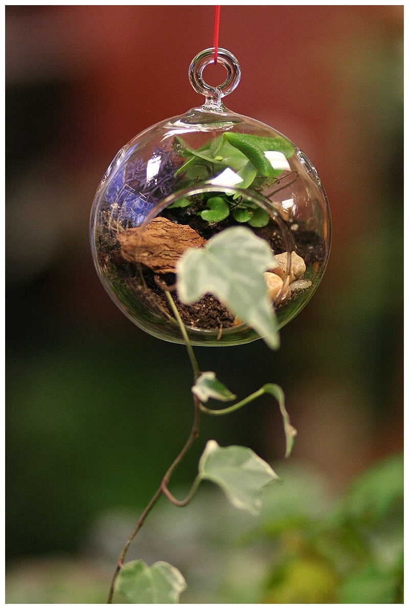 Succulent Terrarium Delivery Denver Colorado Blog Twisted Tulip