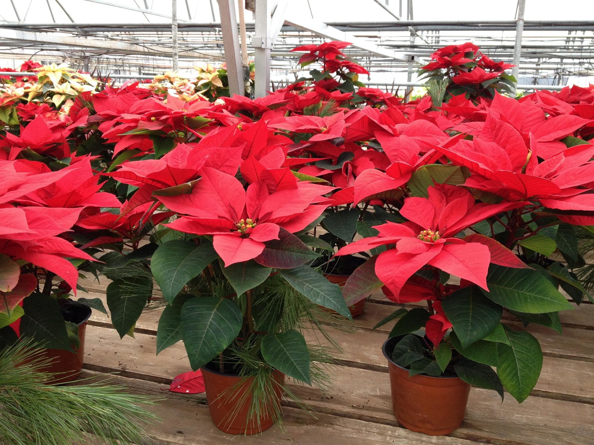 Poinsettia care parkview gardens florist greenhouses