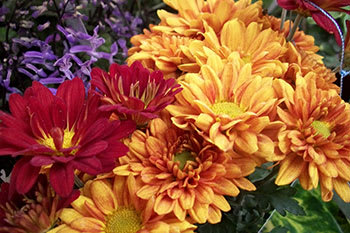 The Meaning Of Flowers Sawyer Company