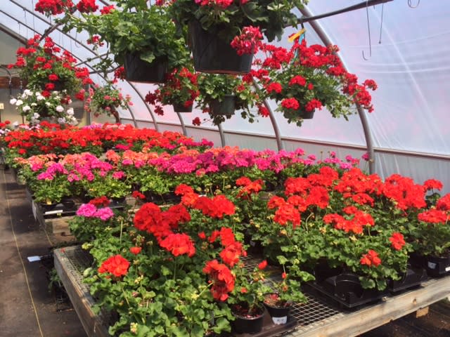 Garden Center | Boothbay Region Greenhouses