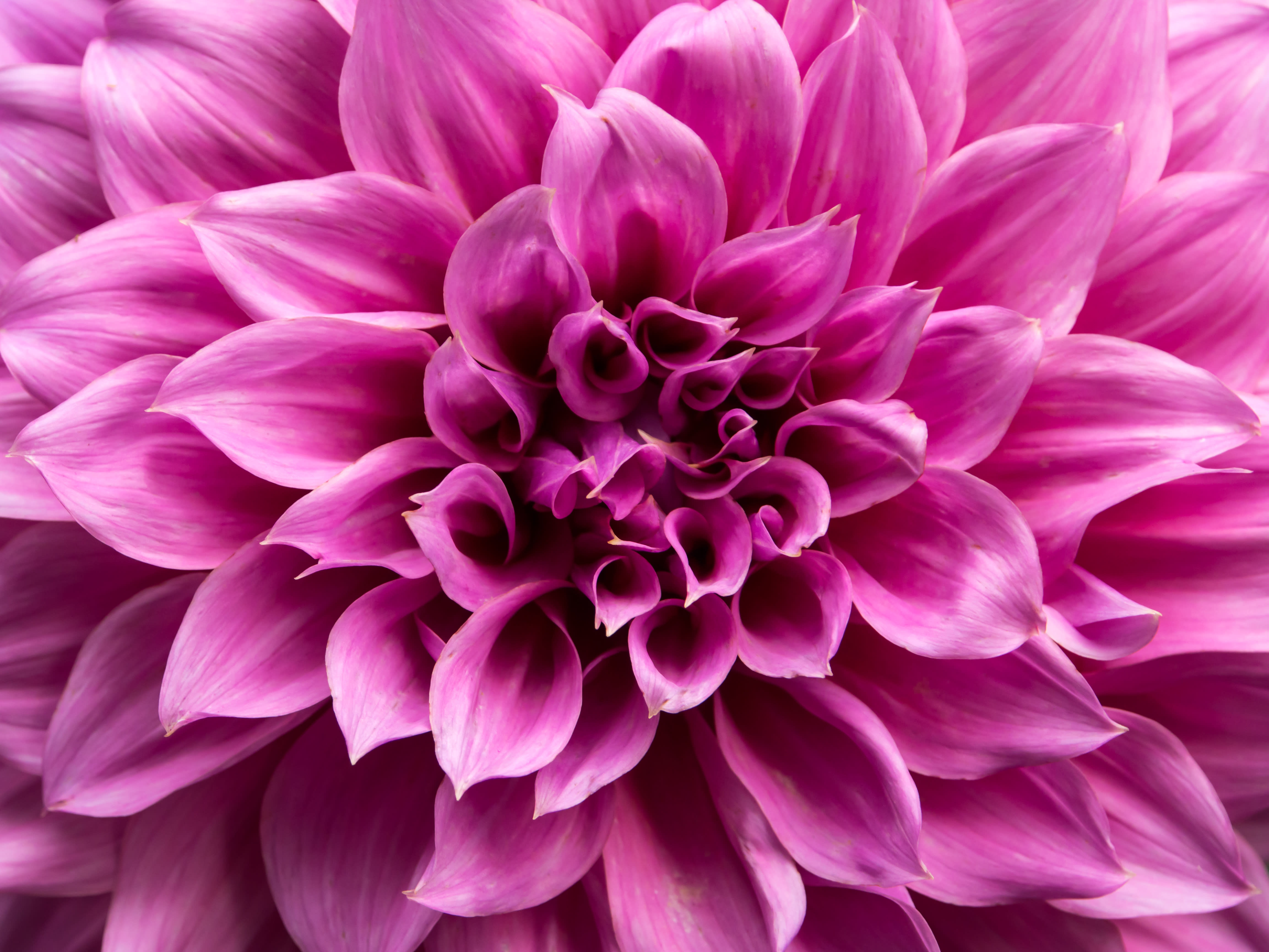 Corporate Service Woodlane Flowers