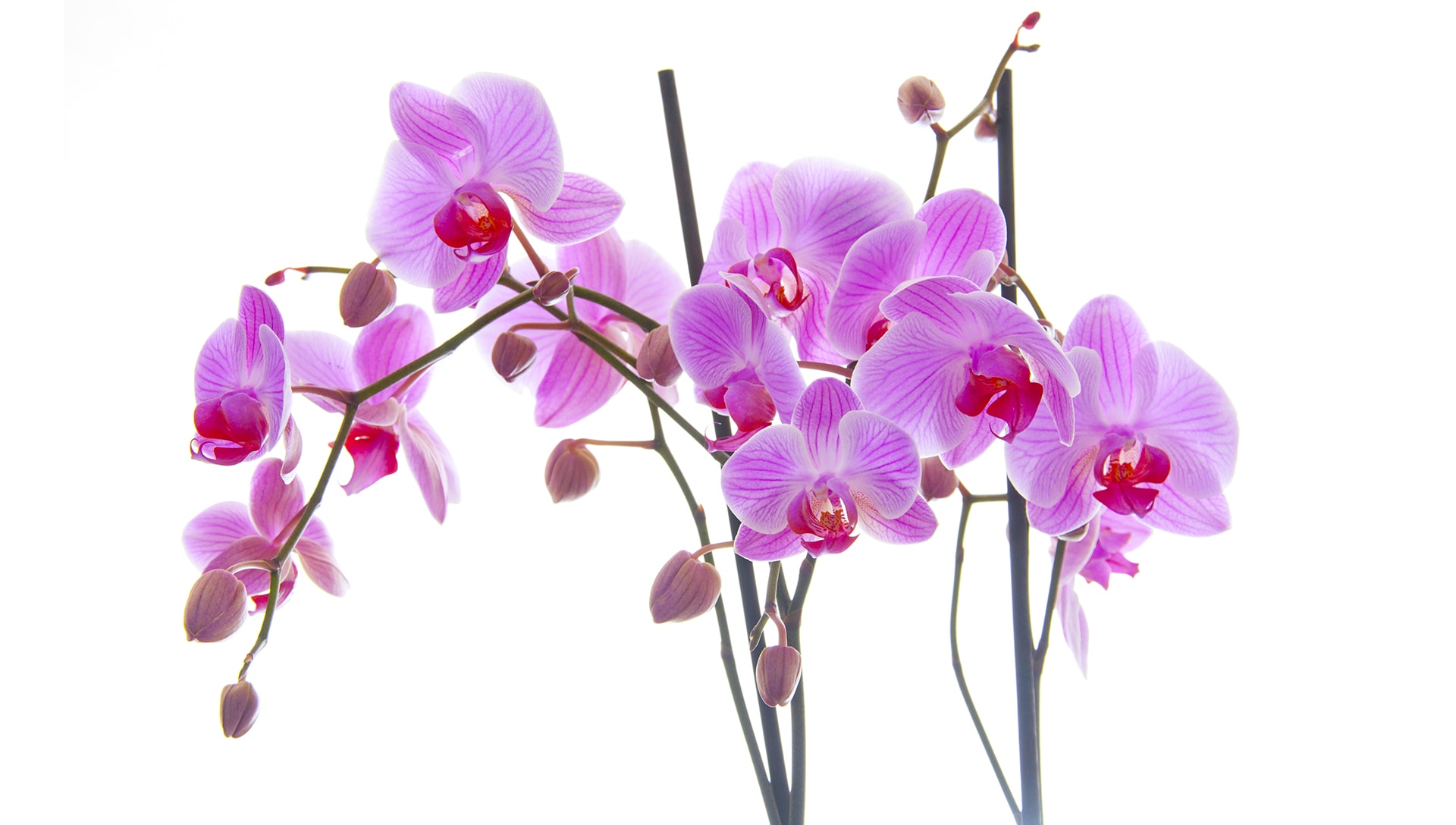 Springfield Florist Flower Delivery by Bergerons Flowers