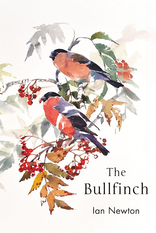 The Bullfinch cover