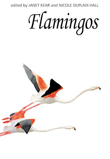 Flamingos cover