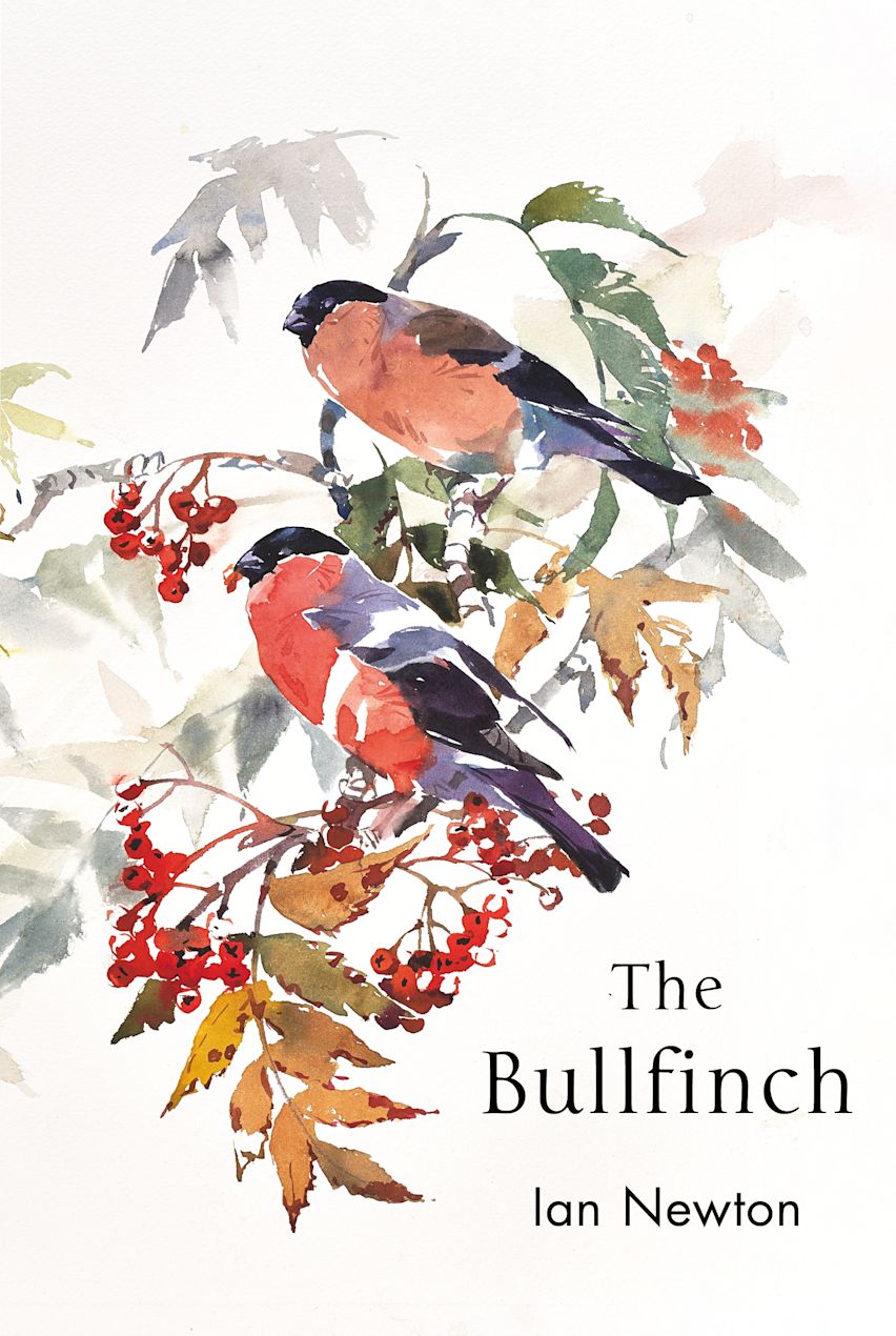 The Bullfinch cover