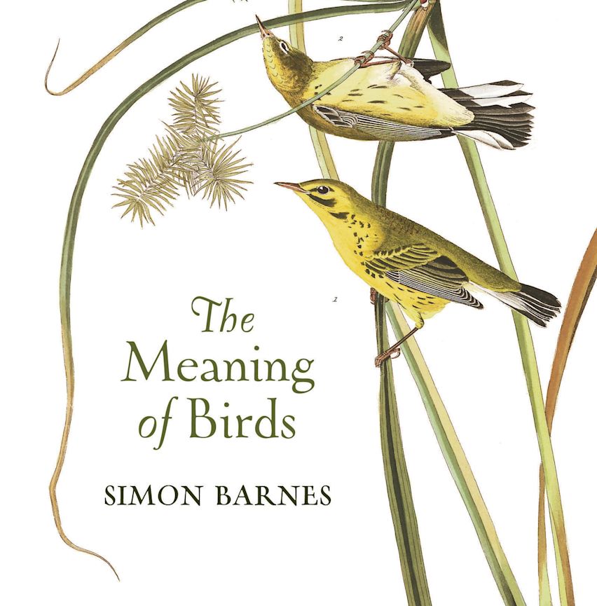 The Meaning of Birds cover