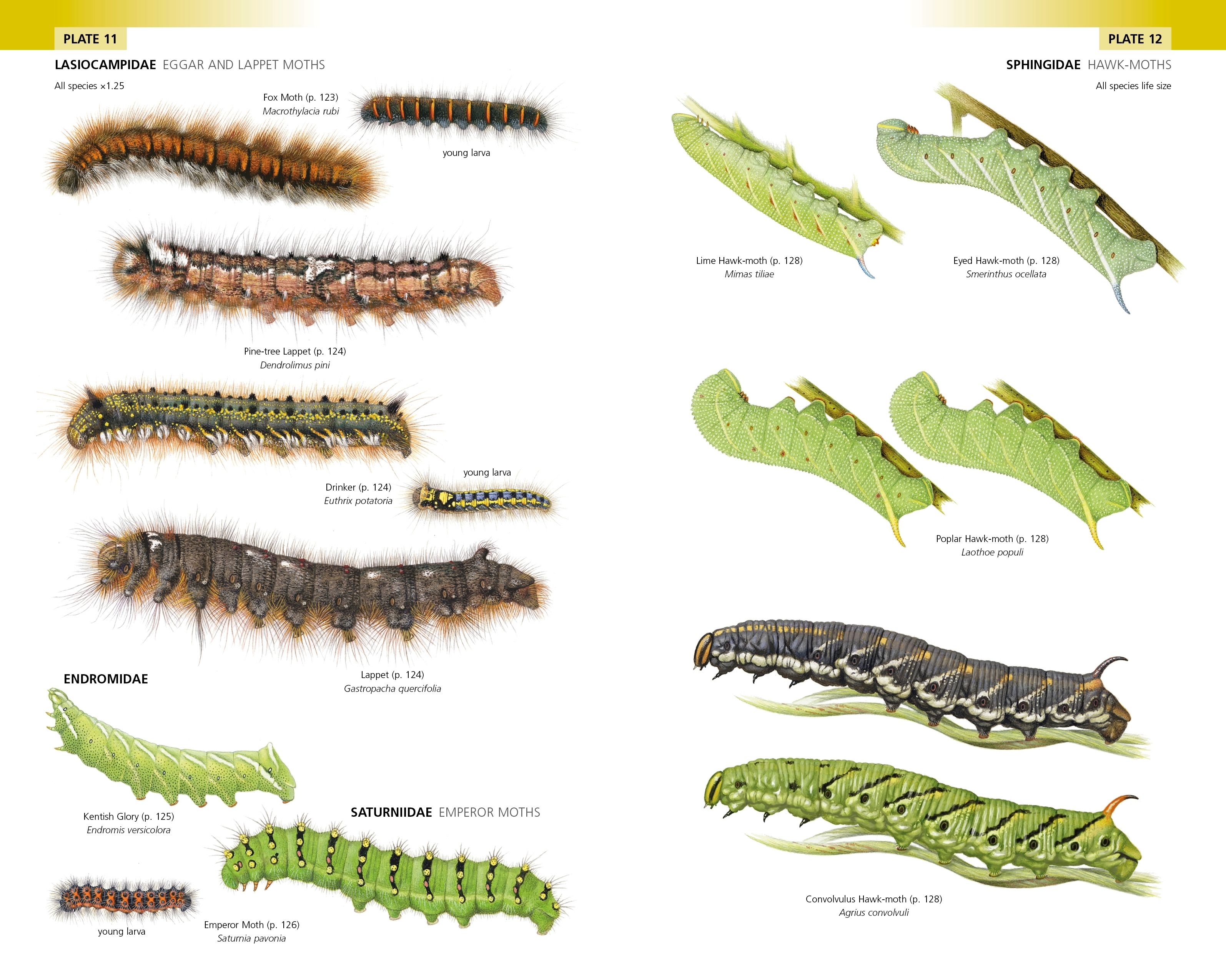 Caterpillars Values at Joseph Gibson blog